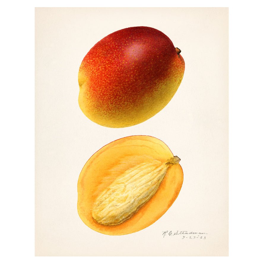 Decorative "Mangoes (Mangifera Indica) (1923)" by Royal Charles Steadman Poster | High - Quality Print | Repositionable Adhesive - Pasquín