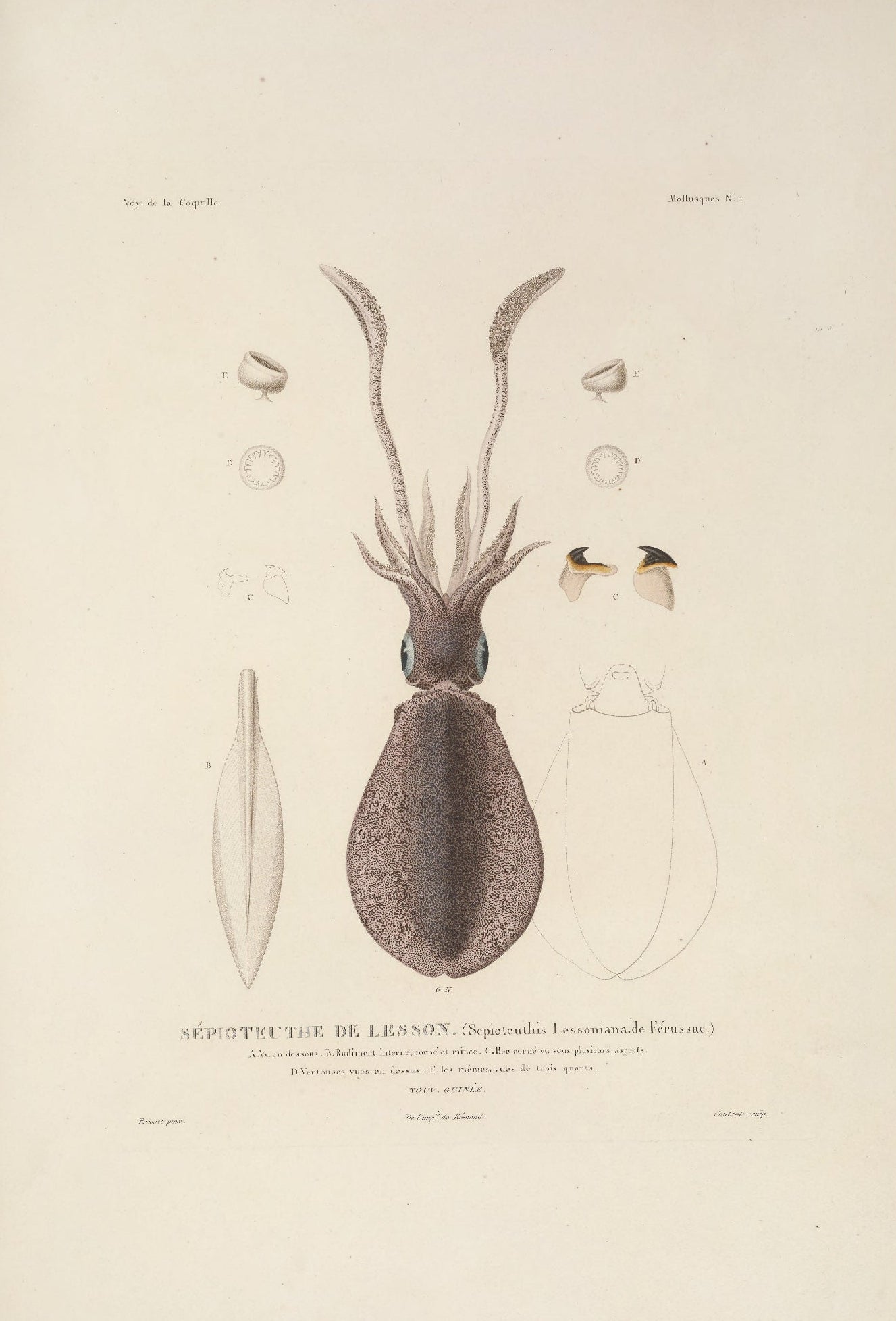 Decorative "Mollusques" by Voyage de la Coquille Poster | High - Quality Print | Repositionable Adhesive - Pasquín Store