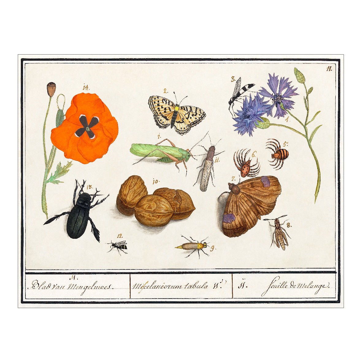 Decorative "Natural History Ensemble, No. 11 (1596–1610)" by Anselmus Boëtius de Boodt Poster | High - Quality Print | Repositionable Adhesive - Pasquín