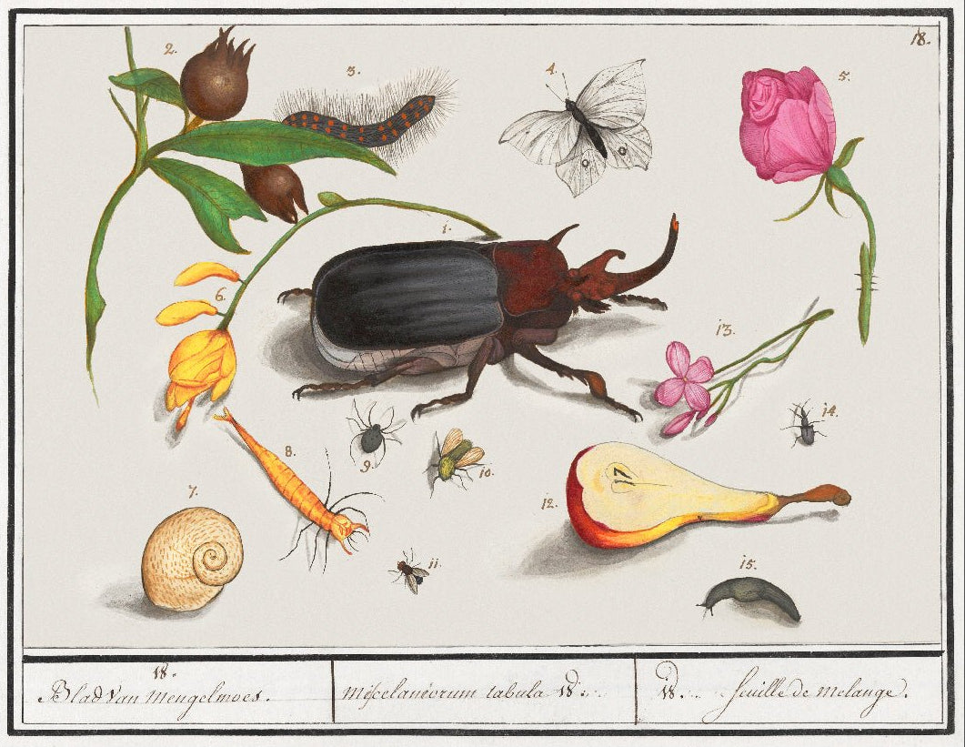 Decorative "Natural History Ensemble, No. 18 (1596–1610)" by Anselmus Boëtius de Boodt Poster | High - Quality Print | Repositionable Adhesive - Pasquín