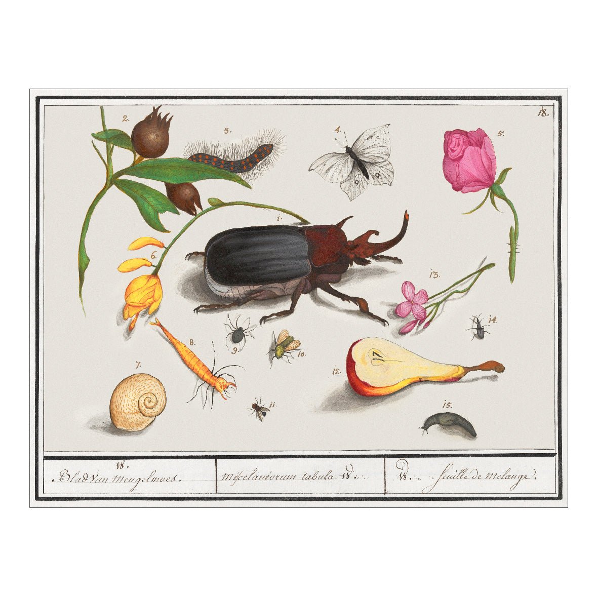 Decorative "Natural History Ensemble, No. 18 (1596–1610)" by Anselmus Boëtius de Boodt Poster | High - Quality Print | Repositionable Adhesive - Pasquín