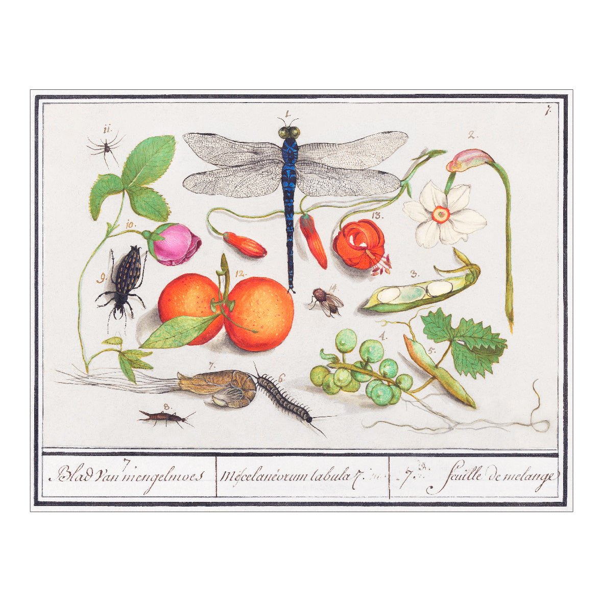 Decorative "Natural History Ensemble, No. 7 (1596–1610)" by Anselmus Boëtius de Boodt Poster | High - Quality Print | Repositionable Adhesive - Pasquín