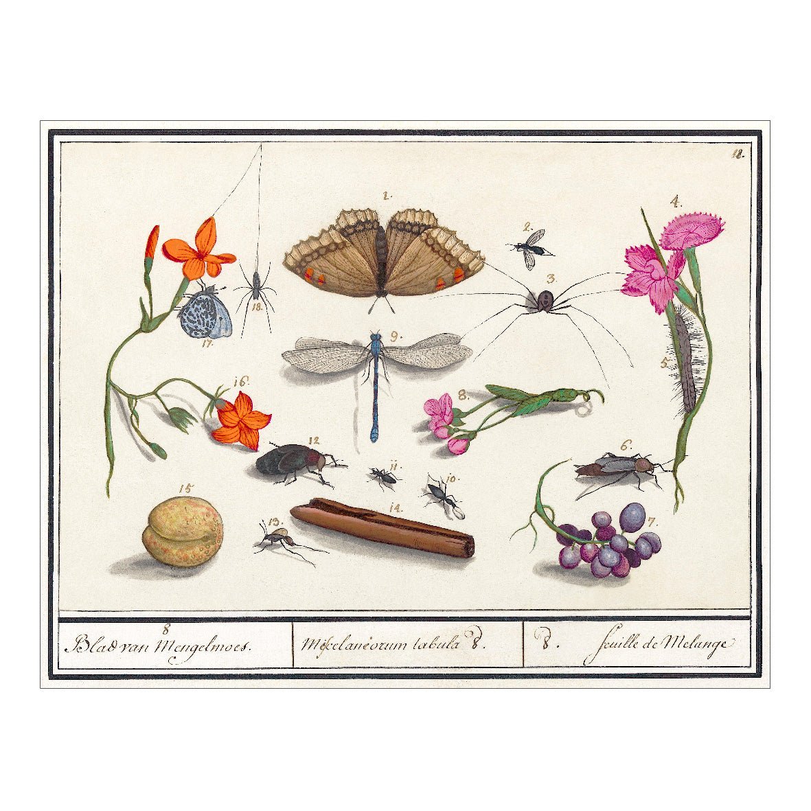 Decorative "Natural History Ensemble, No. 8 (1596–1610)" by Anselmus Boëtius de Boodt Poster | High - Quality Print | Repositionable Adhesive - Pasquín