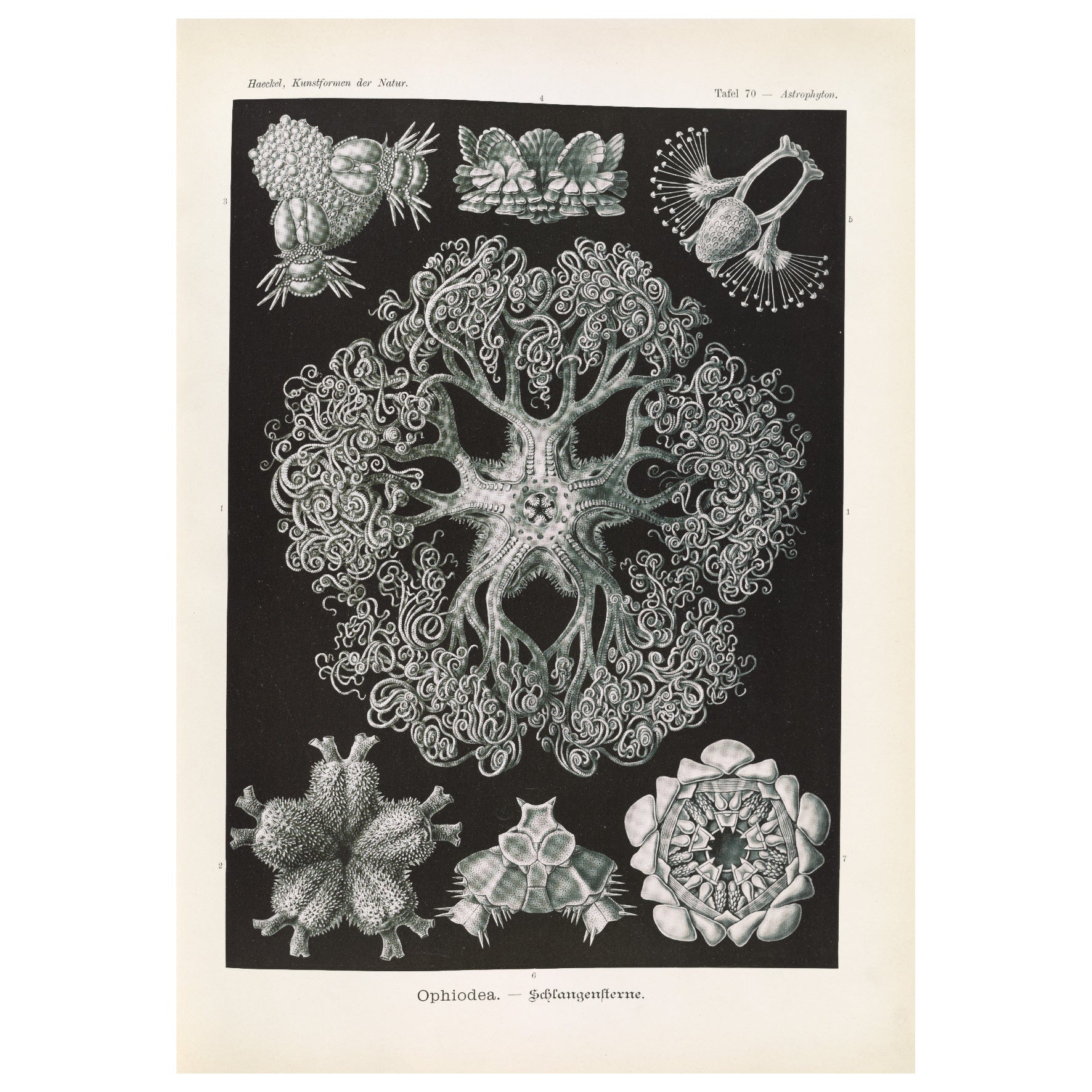 Decorative "Ophiodea" by Ernst Haeckel Poster | High - Quality Print | Repositionable Adhesive - Pasquín Store