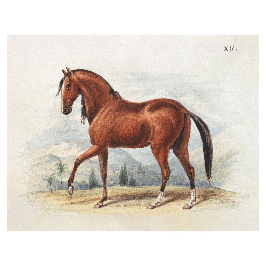 Decorative "Peruvian Paso (1837)" by Charles Hamilton Smith Poster | High - Quality Print | Repositionable Adhesive - Pasquín