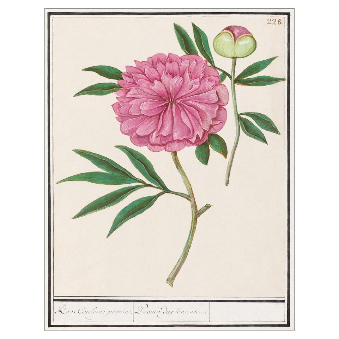 Decorative "Pink Peony (1596–1610)" by Anselmus Boëtius de Boodt Poster | High - Quality Print | Repositionable Adhesive - Pasquín