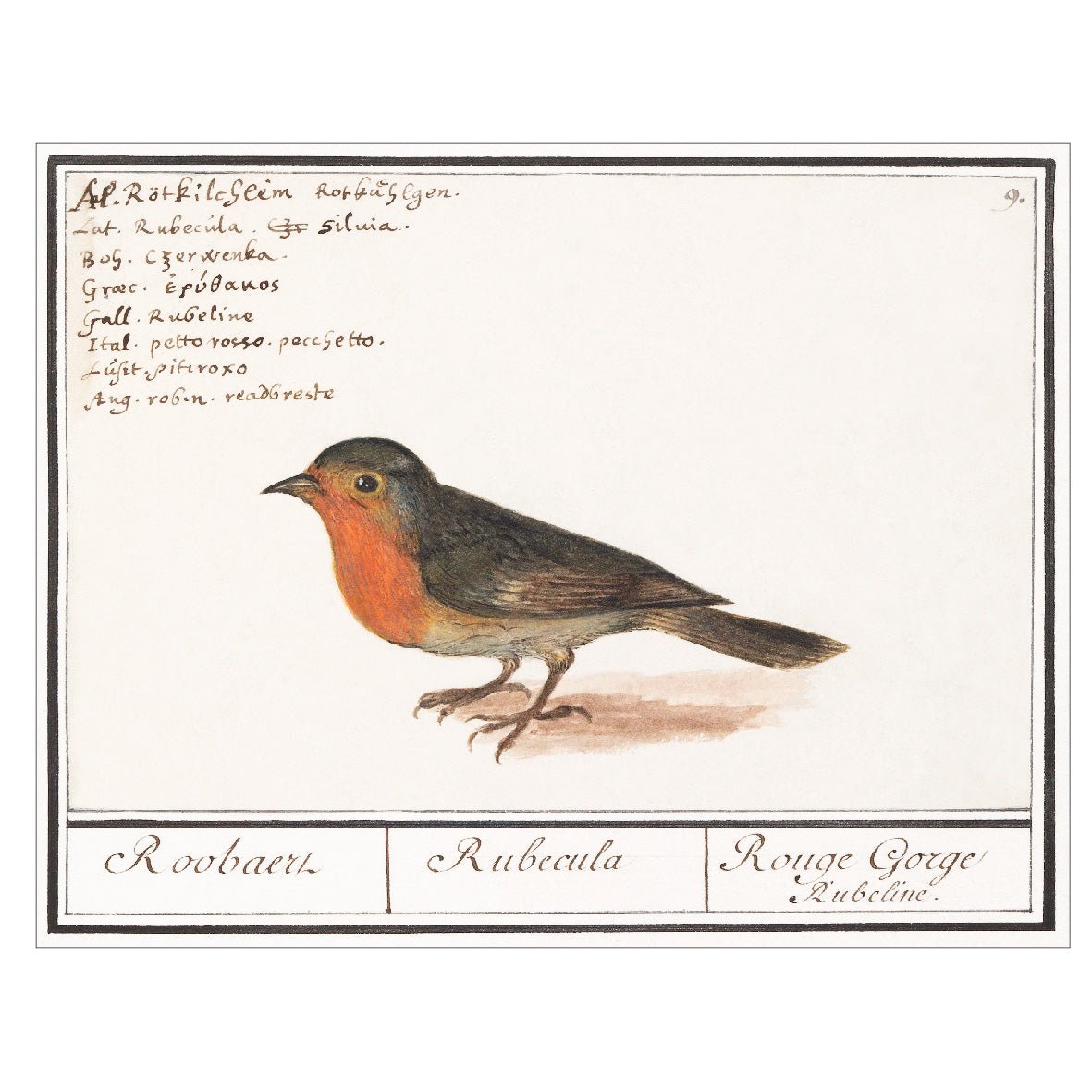 Decorative "Robin (1596–1610)" by Anselmus Boëtius de Boodt Poster | High - Quality Print | Repositionable Adhesive - Pasquín