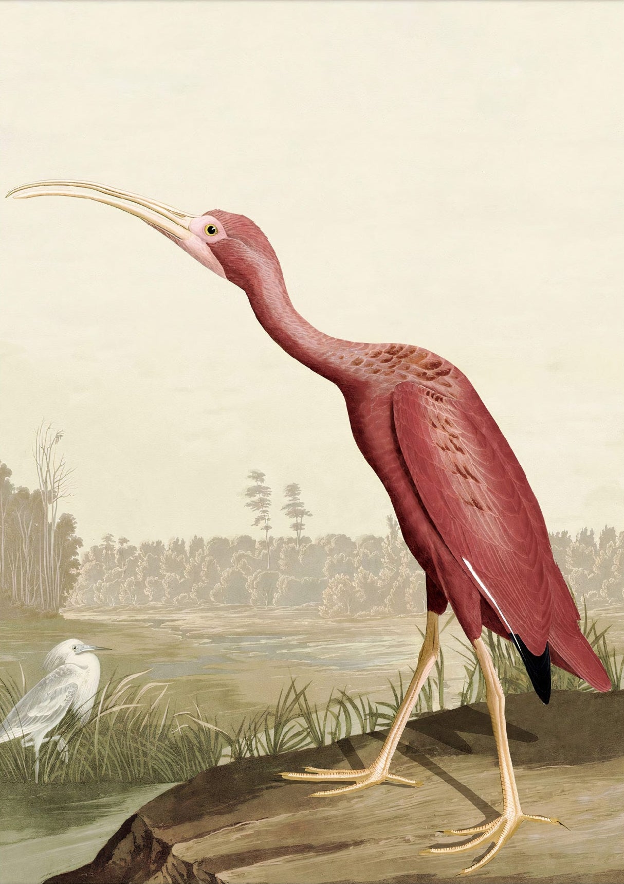Decorative "Scarlet Ibis" by John James Audubon Poster | High - Quality Print | Repositionable Adhesive - Pasquín