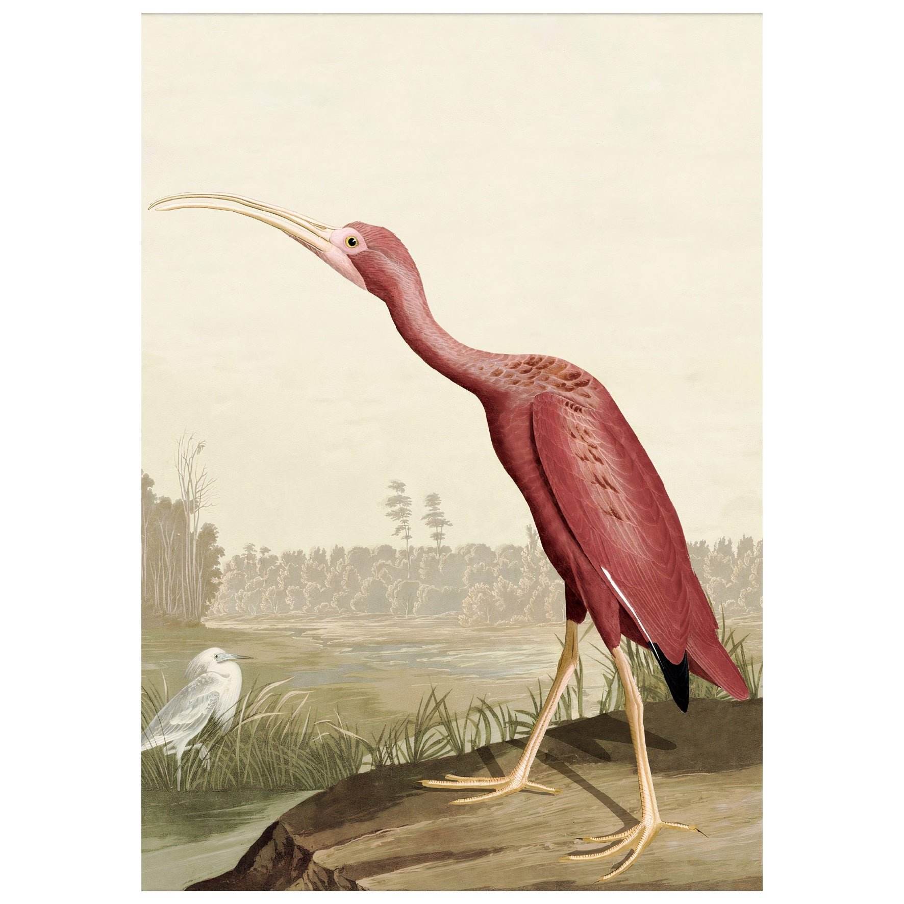 Decorative "Scarlet Ibis" by John James Audubon Poster | High - Quality Print | Repositionable Adhesive - Pasquín