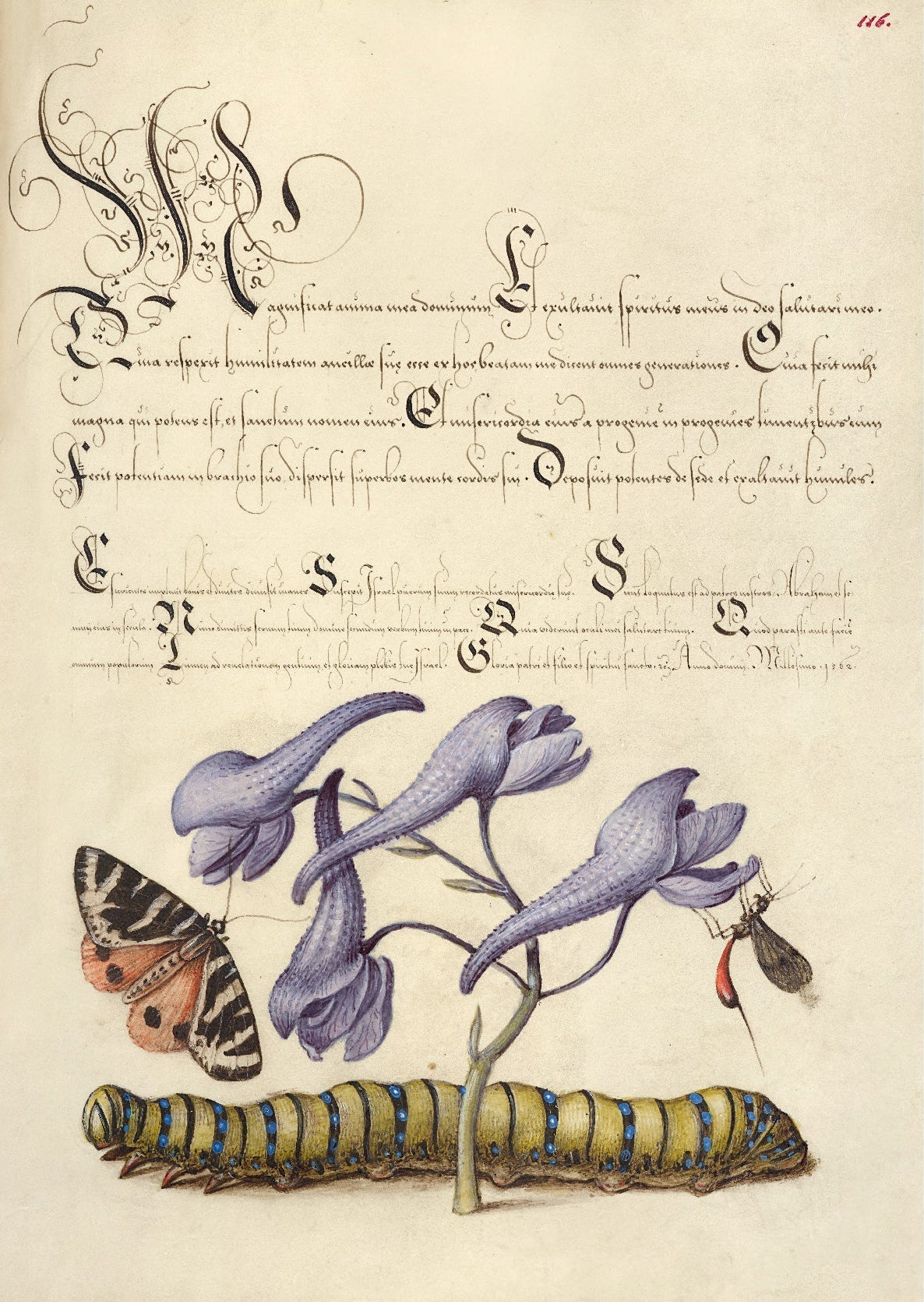 Decorative "Scarlet Tiger - Moth, Larkspur, Insect, and Caterpillar" by Joris Hoefnagel Poster | High - Quality Print | Repositionable Adhesive - Pasquín Store