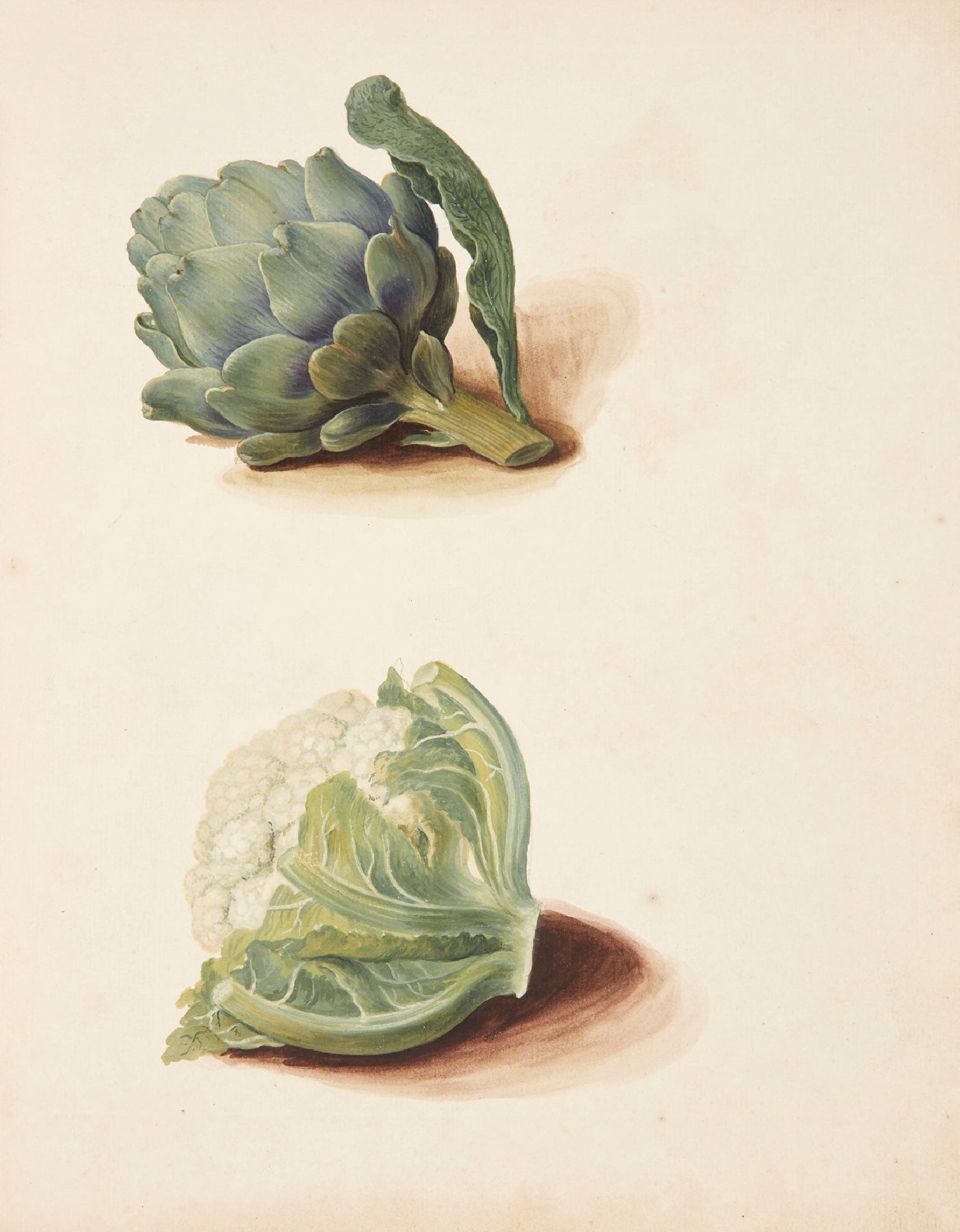 Decorative "Studie af Artiskok og Blomkålshoved (1751)" by Johanna Fosie Poster | High - Quality Print | Repositionable Adhesive - Pasquín