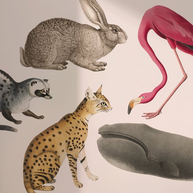 Decorative Vintage Animal Wall Stickers - Multi - Use - Pasquín Store