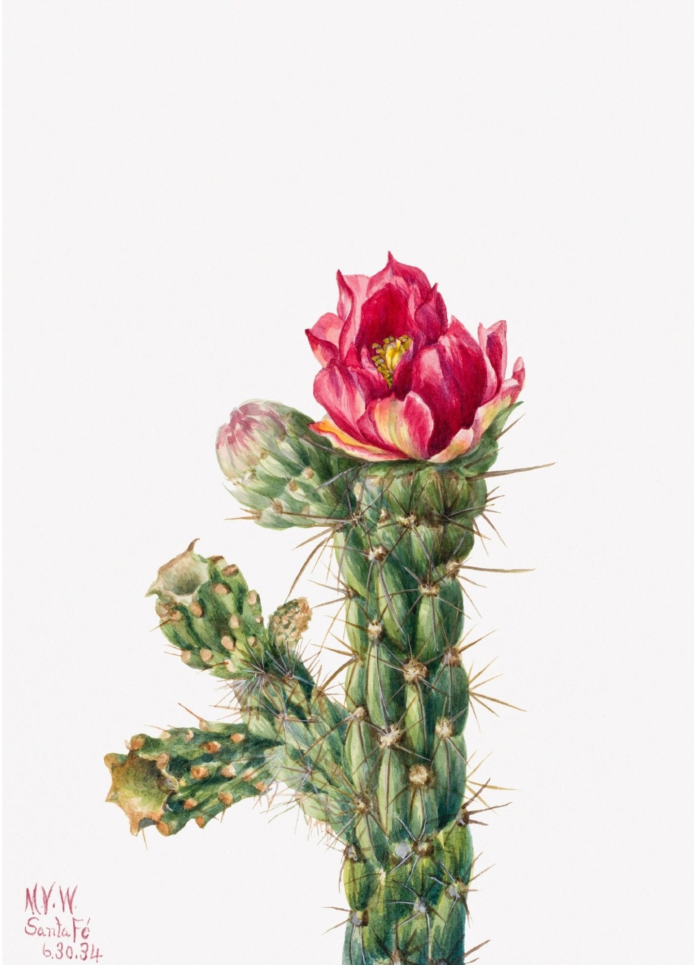 Decorative "Walkingstick Cholla" (1934) by Mary Vaux Walcott Poster | High - Quality Print | Repositionable Adhesive - Pasquín