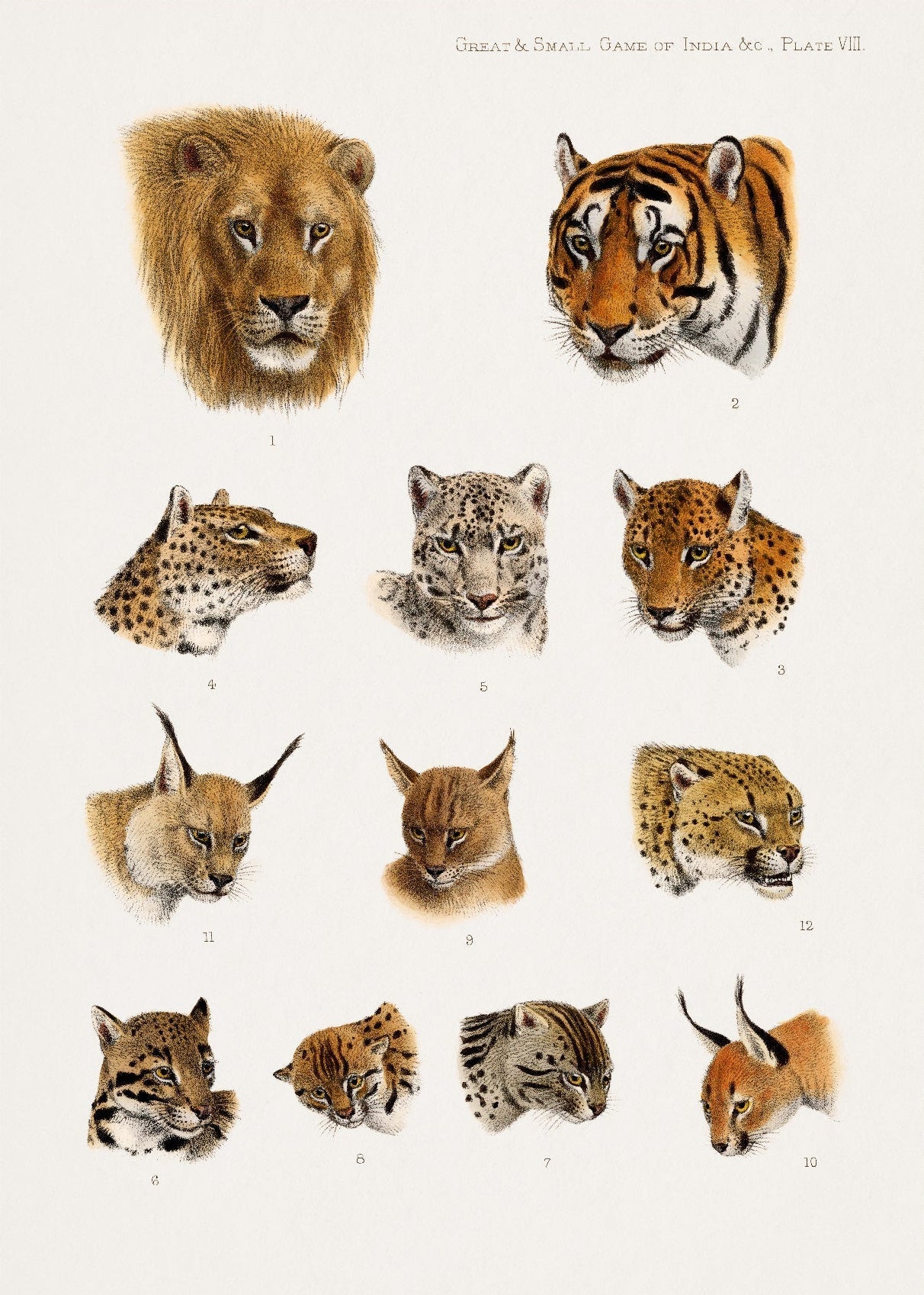 Decorative "Wild Animal Safari" | High - Quality Print | Repositionable Adhesive - Pasquín Store