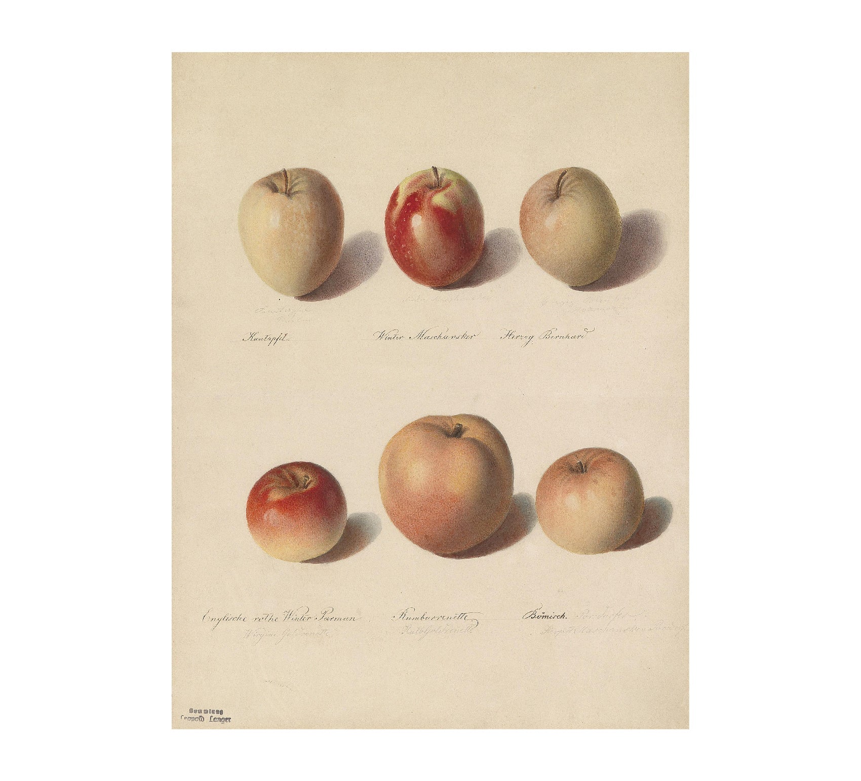 Different Apples (1857) Art Poster | Repositionable Adhesive | Limited Edition - Pasquín Store