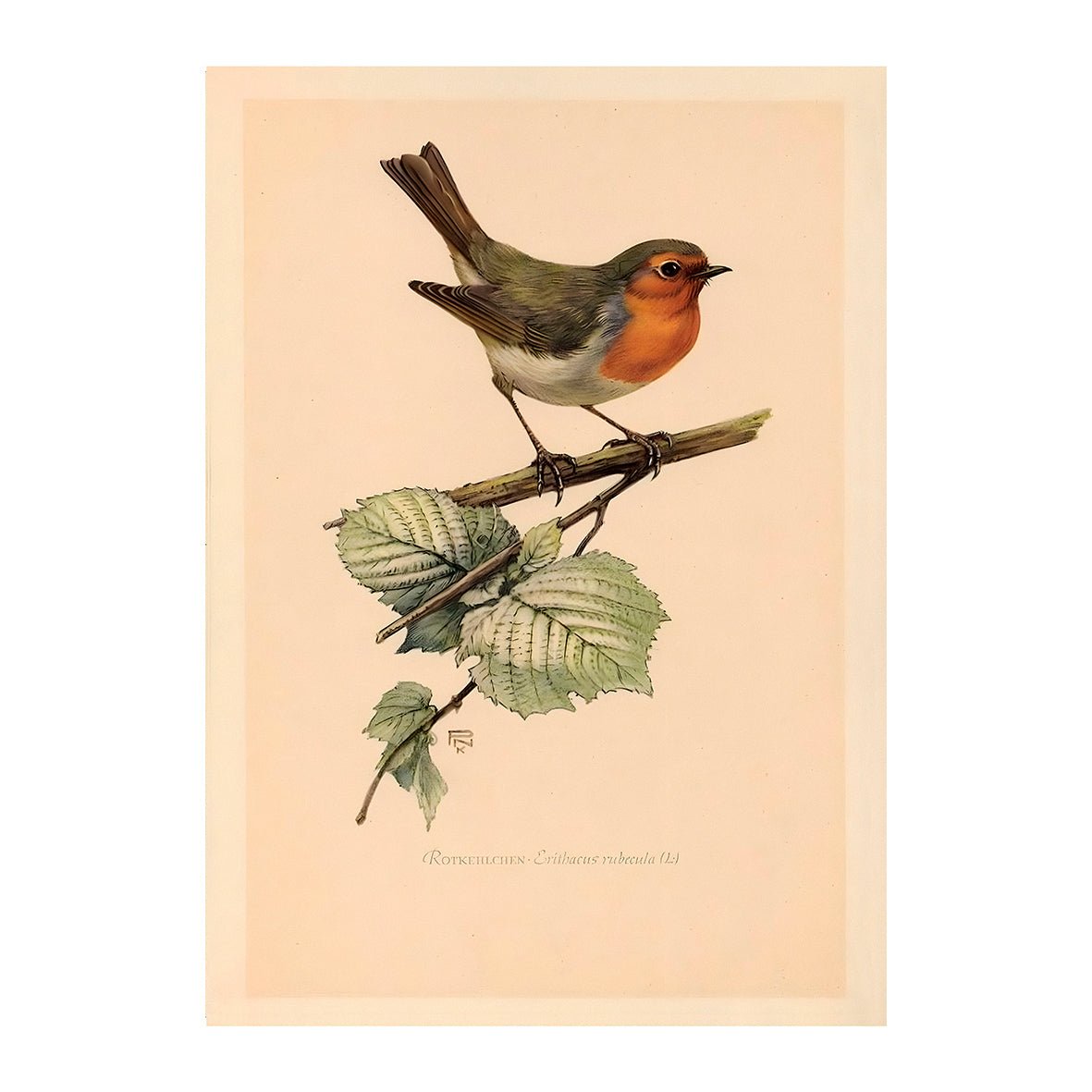 Eco - Friendly Vintage Bird Poster | High - Quality Print | Repositionable Adhesive - Pasquín Store