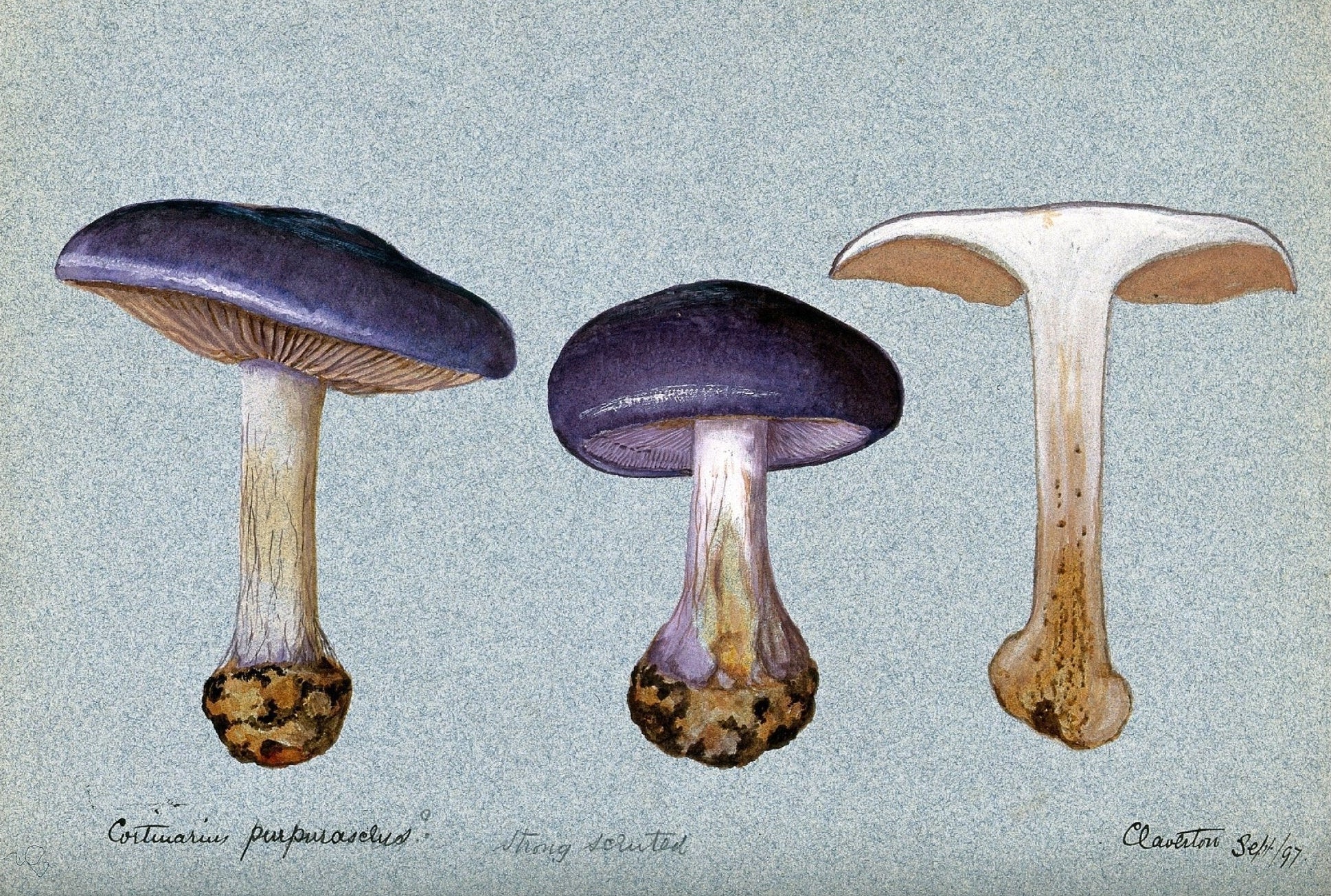 Handmade "A Fungus Cortinarius Purpurascens (1897)" Poster | High - Quality Print | Repositionable Adhesive - Pasquín Store
