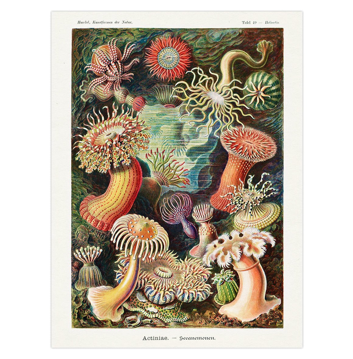 Handmade "Actinia and Sea Anemones" by Ernst Haeckel Poster | High - Quality Print | Repositionable Adhesive - Pasquín Store