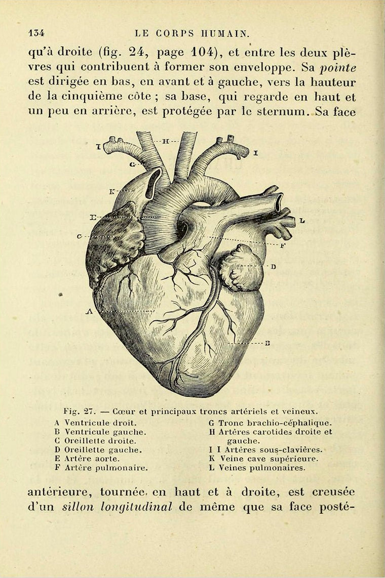 Handmade "Anatomy of the Heart" Poster | High - Quality Print | Repositionable Adhesive - Pasquín Store