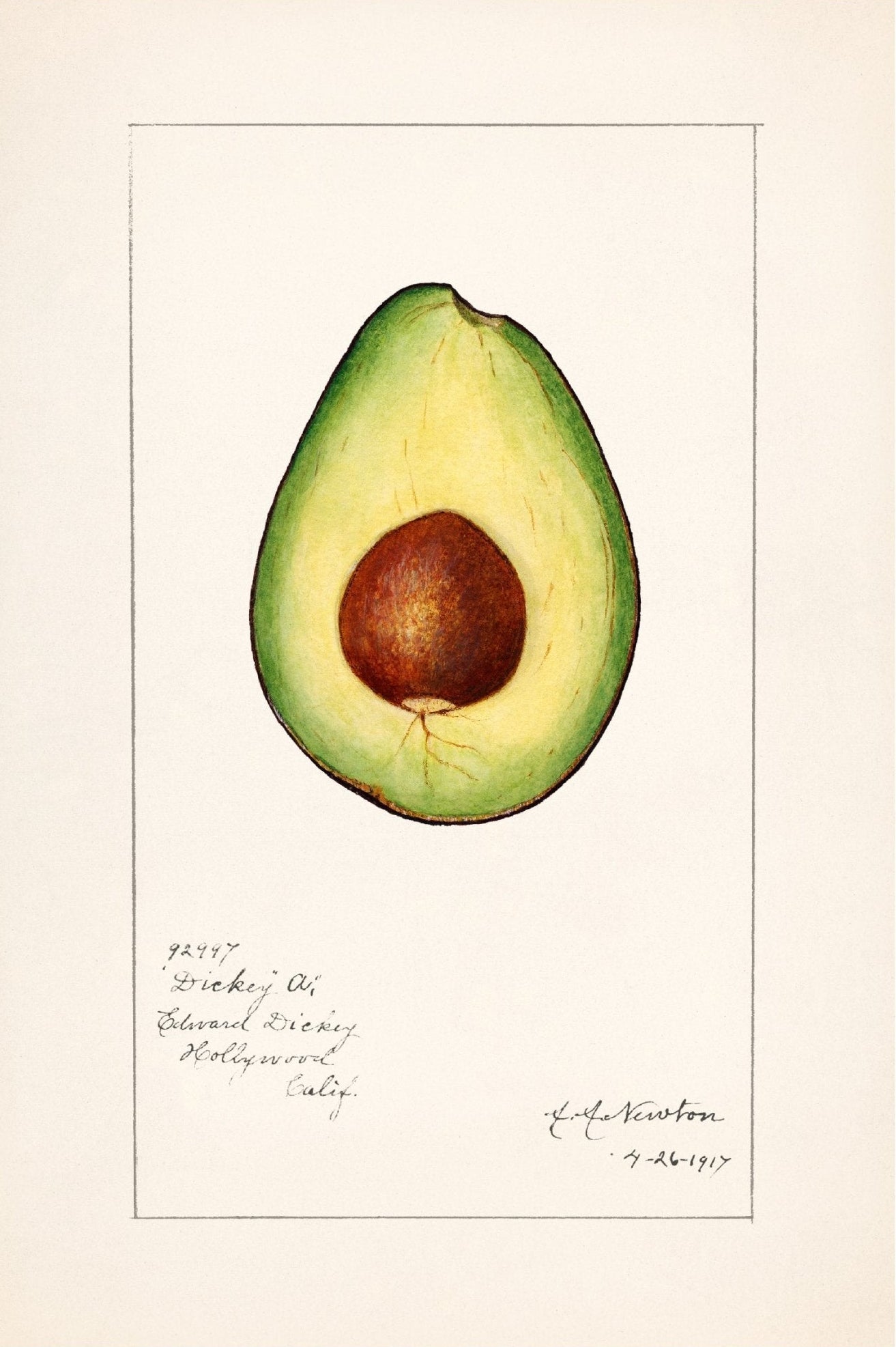 Handmade "Avocado (1916)" by Amada Almira Newton Poster | High - Quality Print | Repositionable Adhesive - Pasquín Store