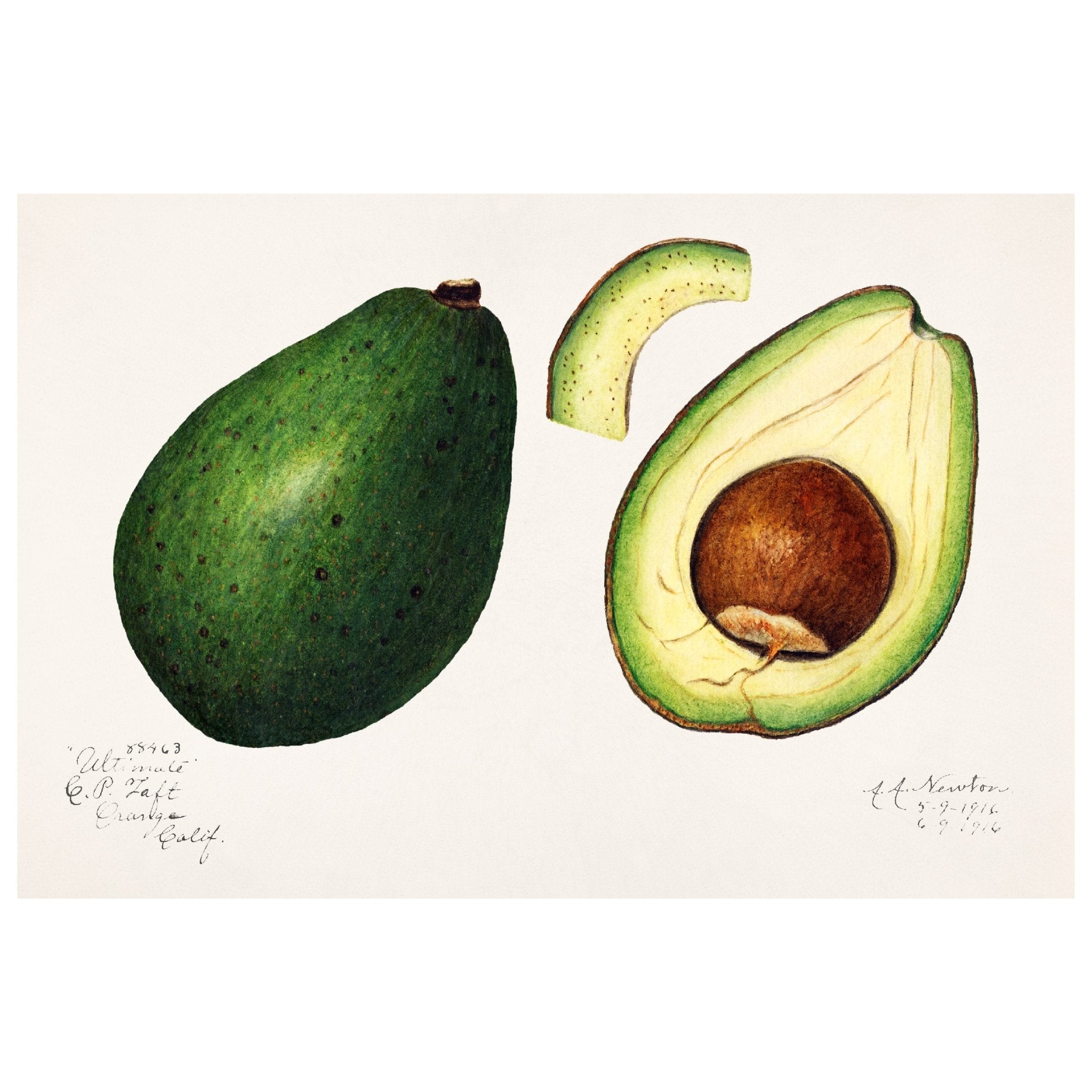 Handmade "Avocado II (1916)" by Amada Almira Newton Poster | High - Quality Print | Repositionable Adhesive - Pasquín Store