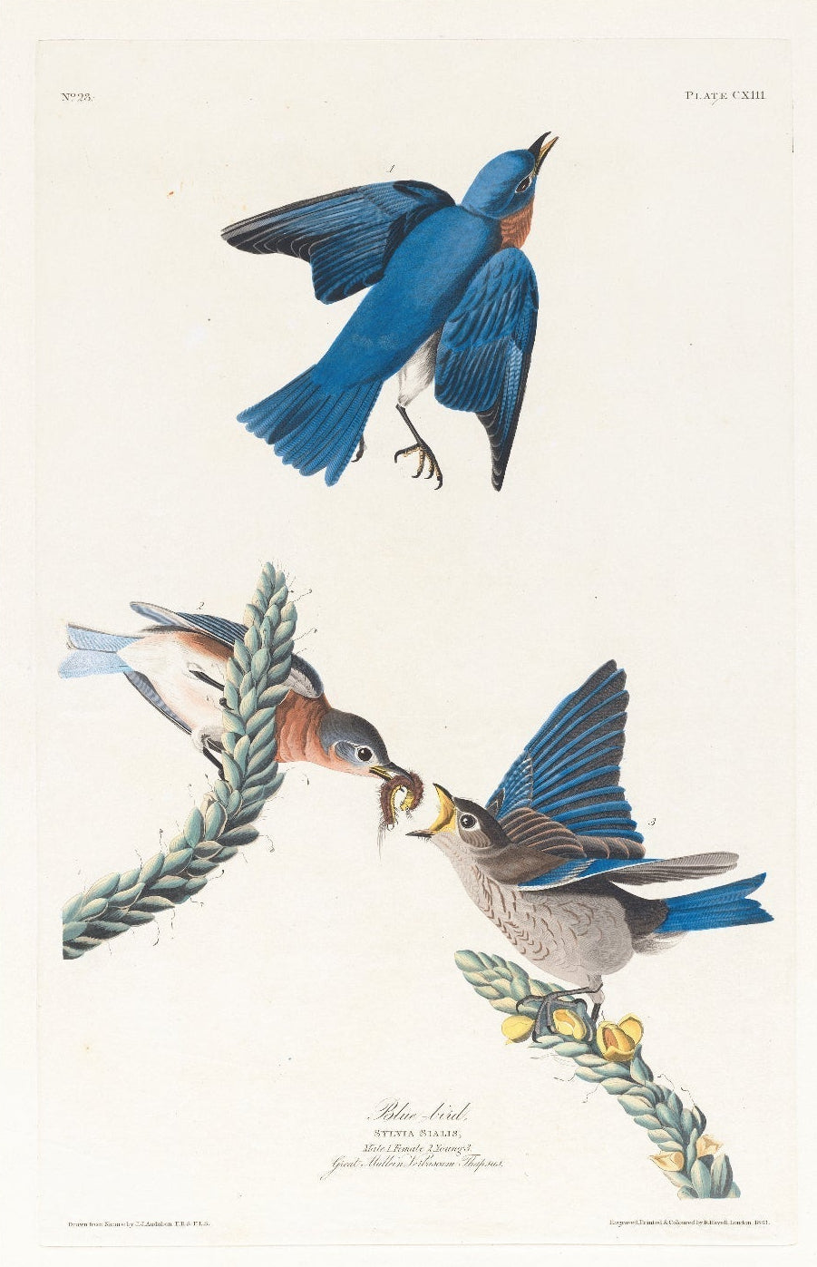 Handmade Blue - bird Art Poster - Repositionable - Pasquín Store