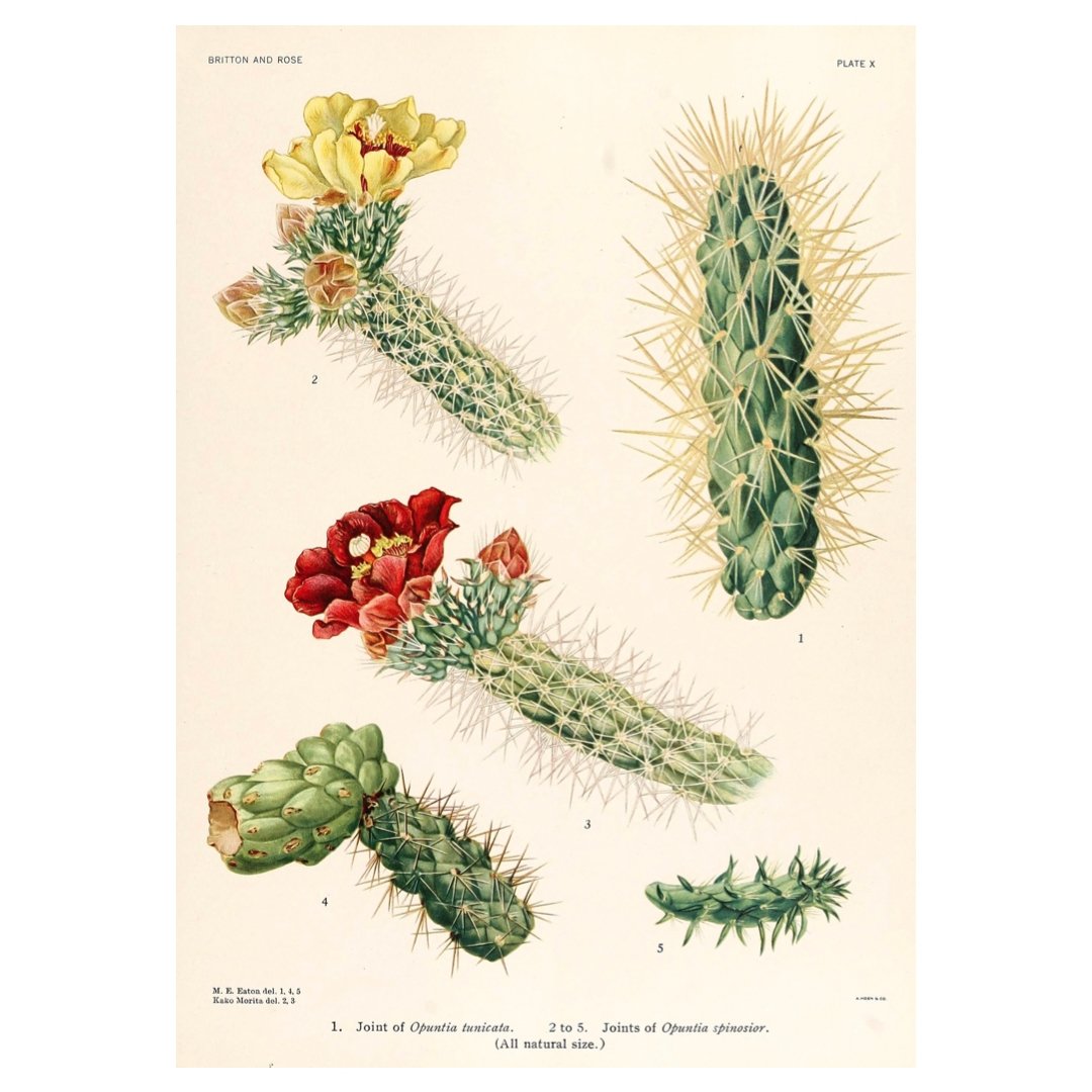 Handmade "Cactus with Yellow and Red Flowers" by M. E. Eaton Poster | High - Quality Print | Repositionable Adhesive - Pasquín Store