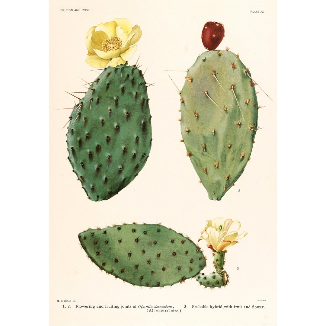 Handmade "Cactus with Yellow Flowers" by M. E. Eaton Poster | High - Quality Print | Repositionable Adhesive - Pasquín Store