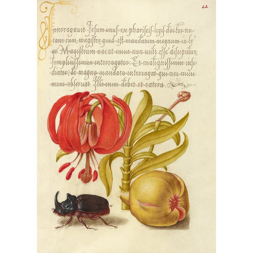 Handmade "Carlet, Turk's Cap, Rhinoceros Beetle and Pomegranate" by Joris Hoefnagel Poster | High - Quality Print | Repositionable Adhesive - Pasquín Store