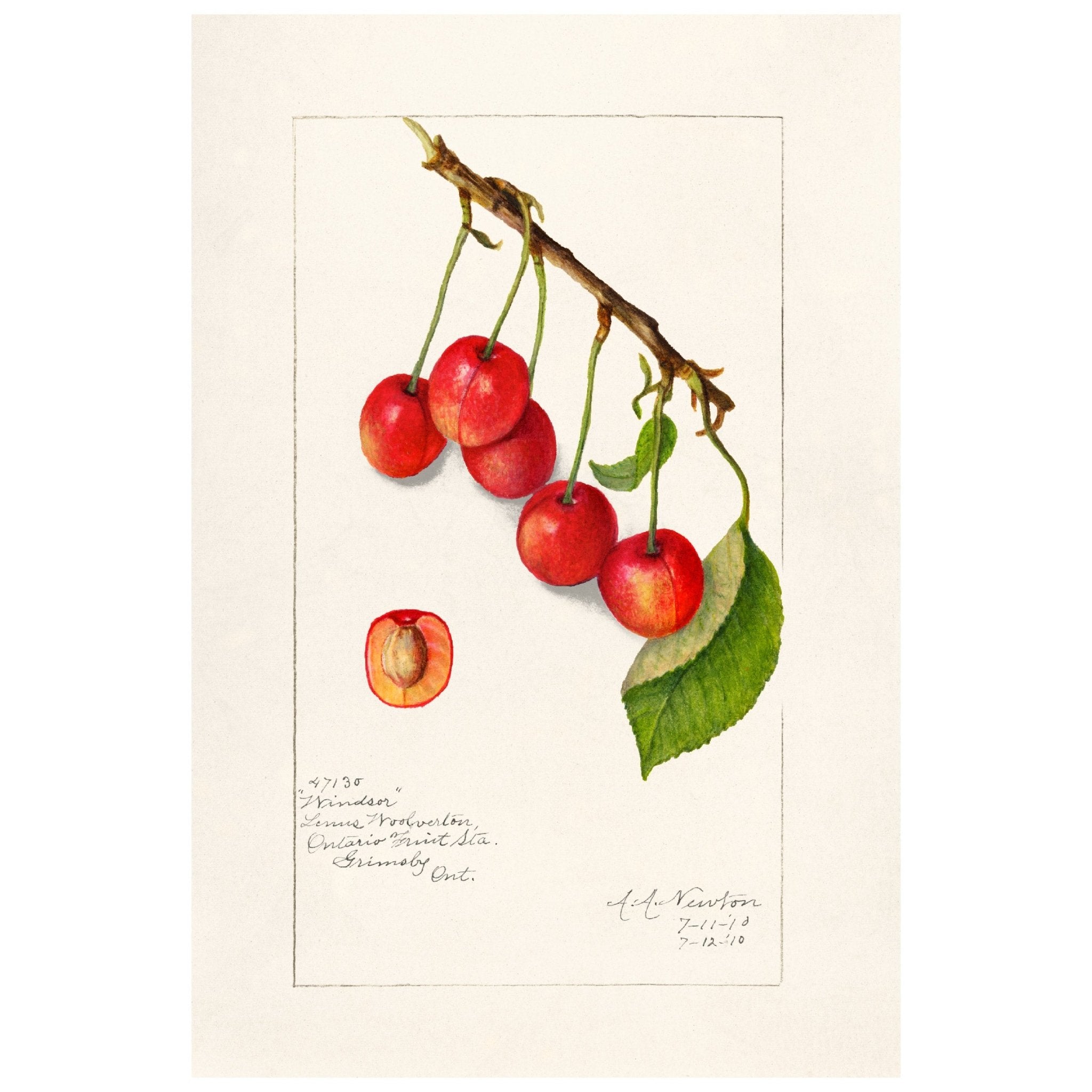 Handmade "Cherries in Bloom " Poster | High - Quality Print | Repositionable Adhesive - Pasquín Store