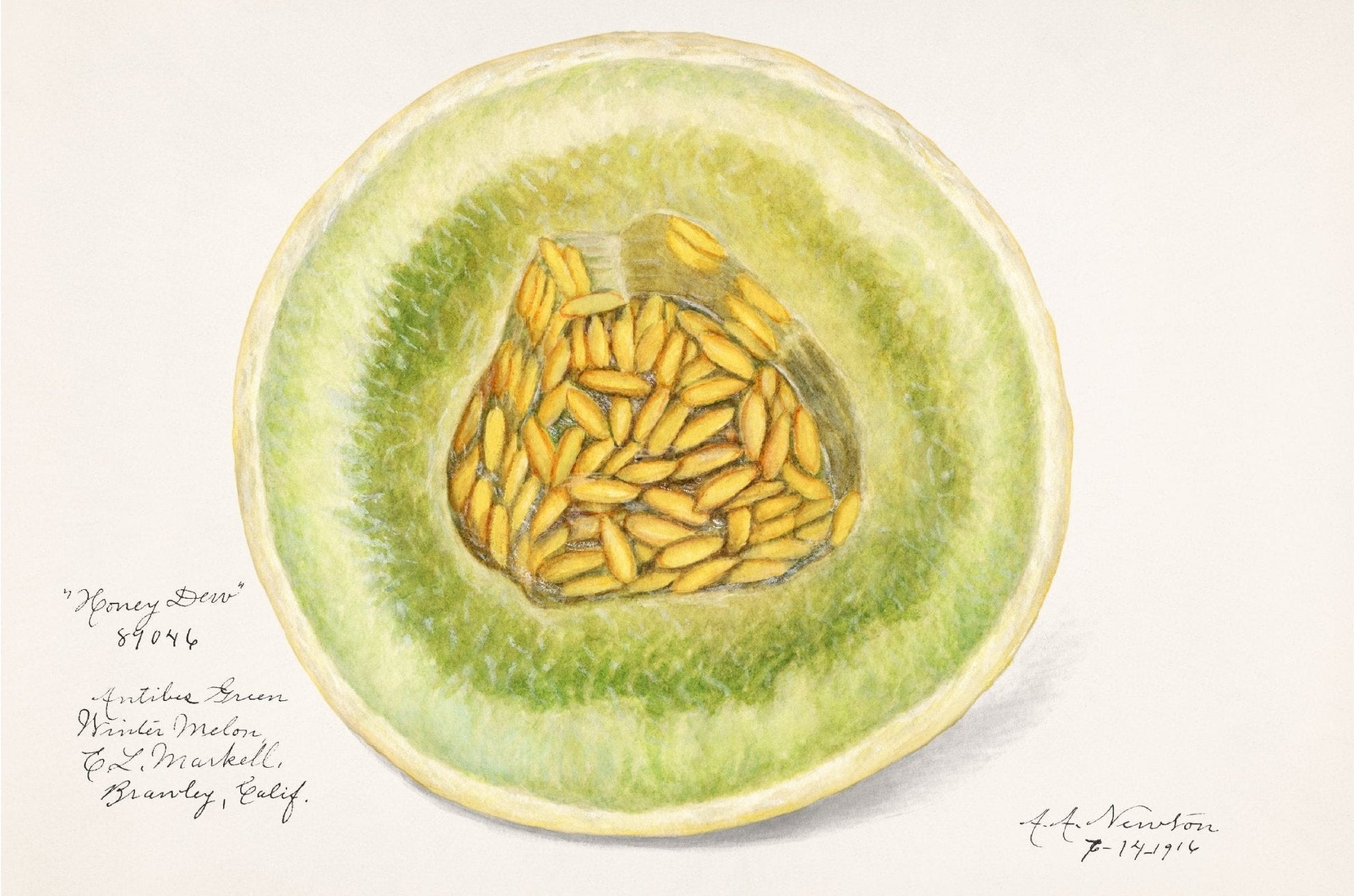 Handmade "Honey Dew Melon (1916)" by Amada Almira Newton Poster | High - Quality Print | Repositionable Adhesive - Pasquín Store