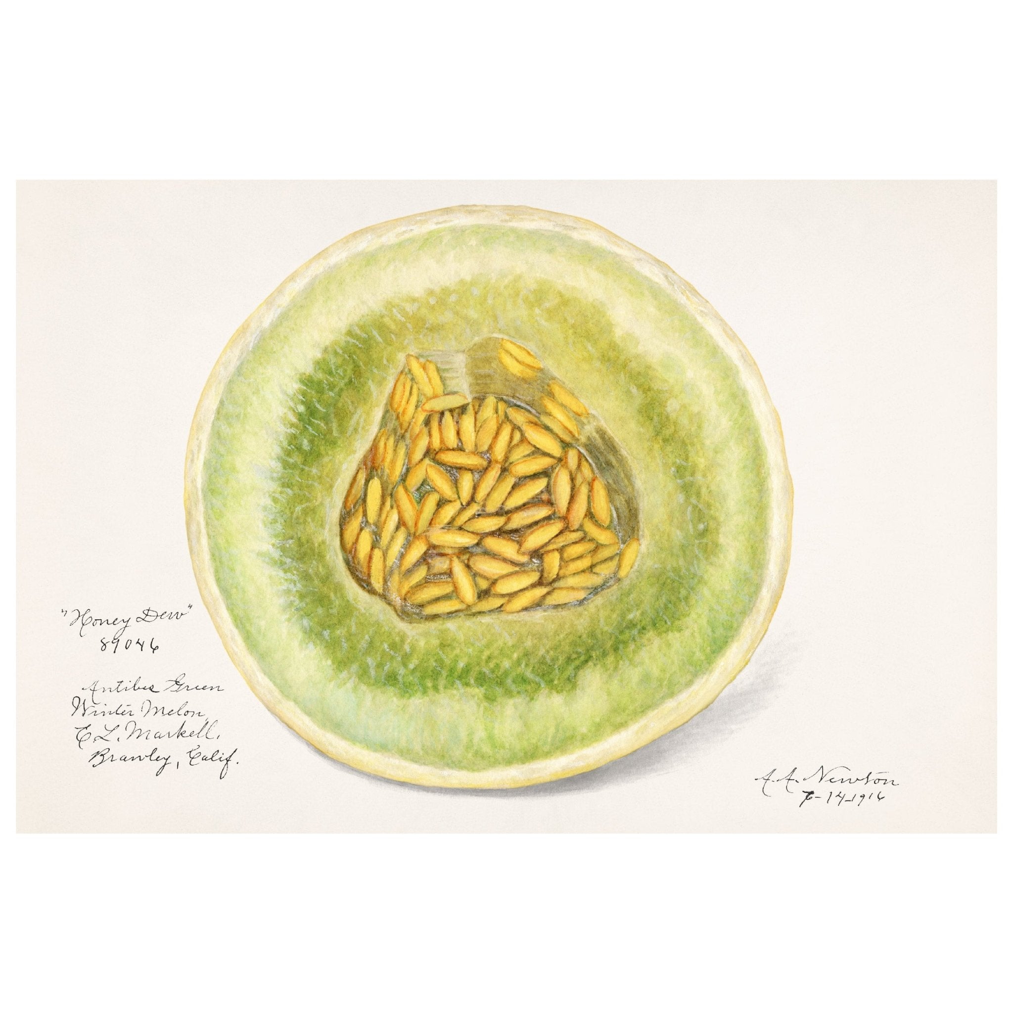 Handmade "Honey Dew Melon (1916)" by Amada Almira Newton Poster | High - Quality Print | Repositionable Adhesive - Pasquín Store