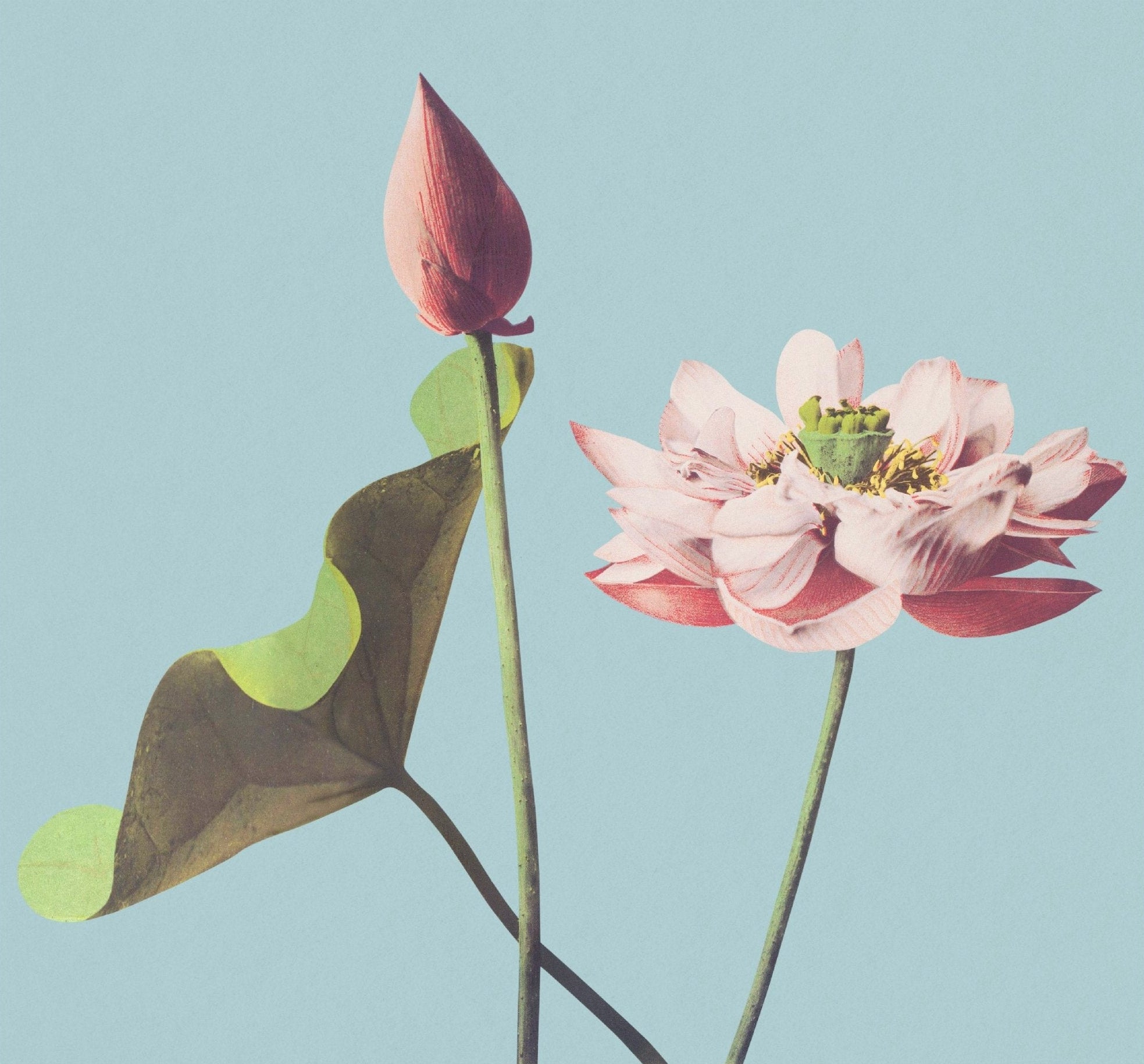 Handmade "Lotus Flower Sticker" Poster | High - Quality Print | Repositionable Adhesive - Pasquín Store