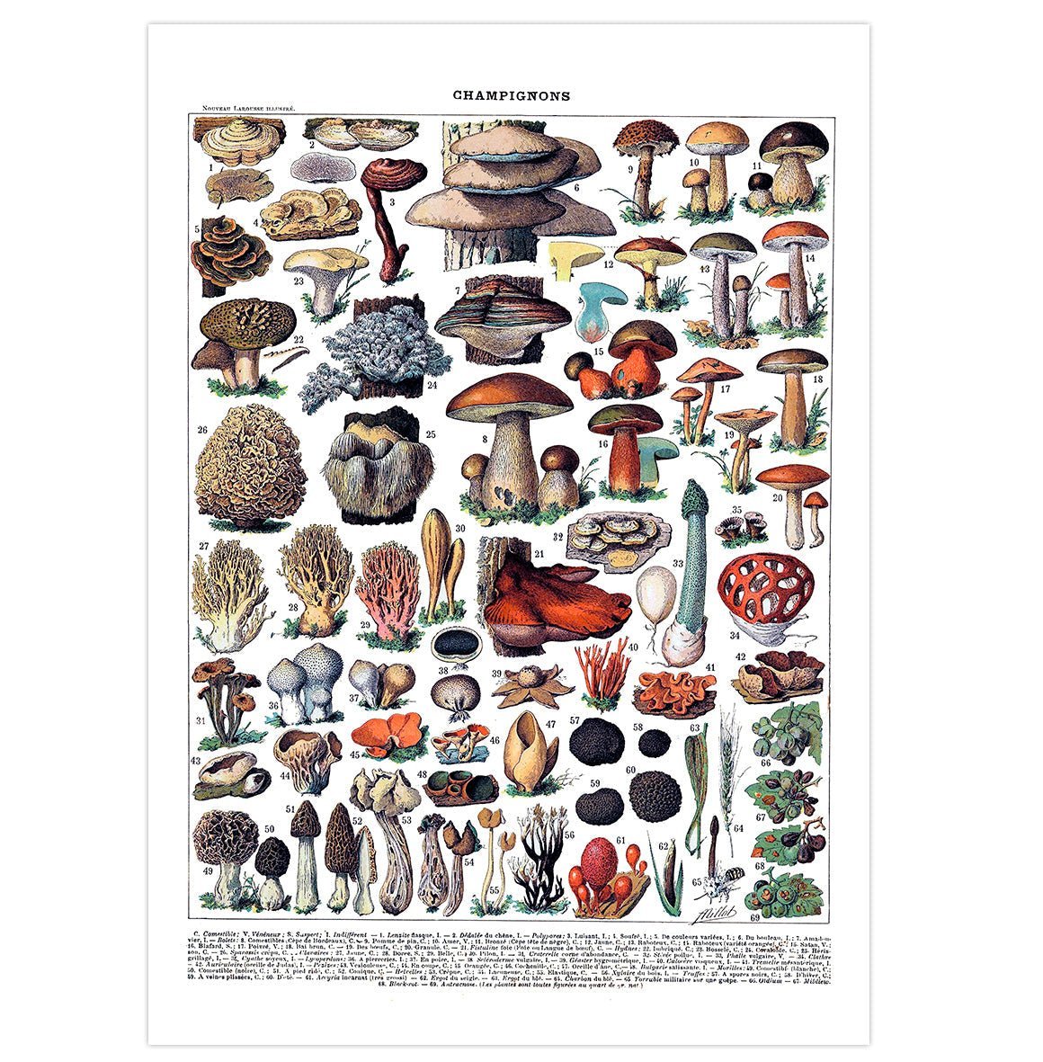 Handmade "Mushrooms (Larousse Illustration)" Poster | High - Quality Print | Repositionable Adhesive - Pasquín Store