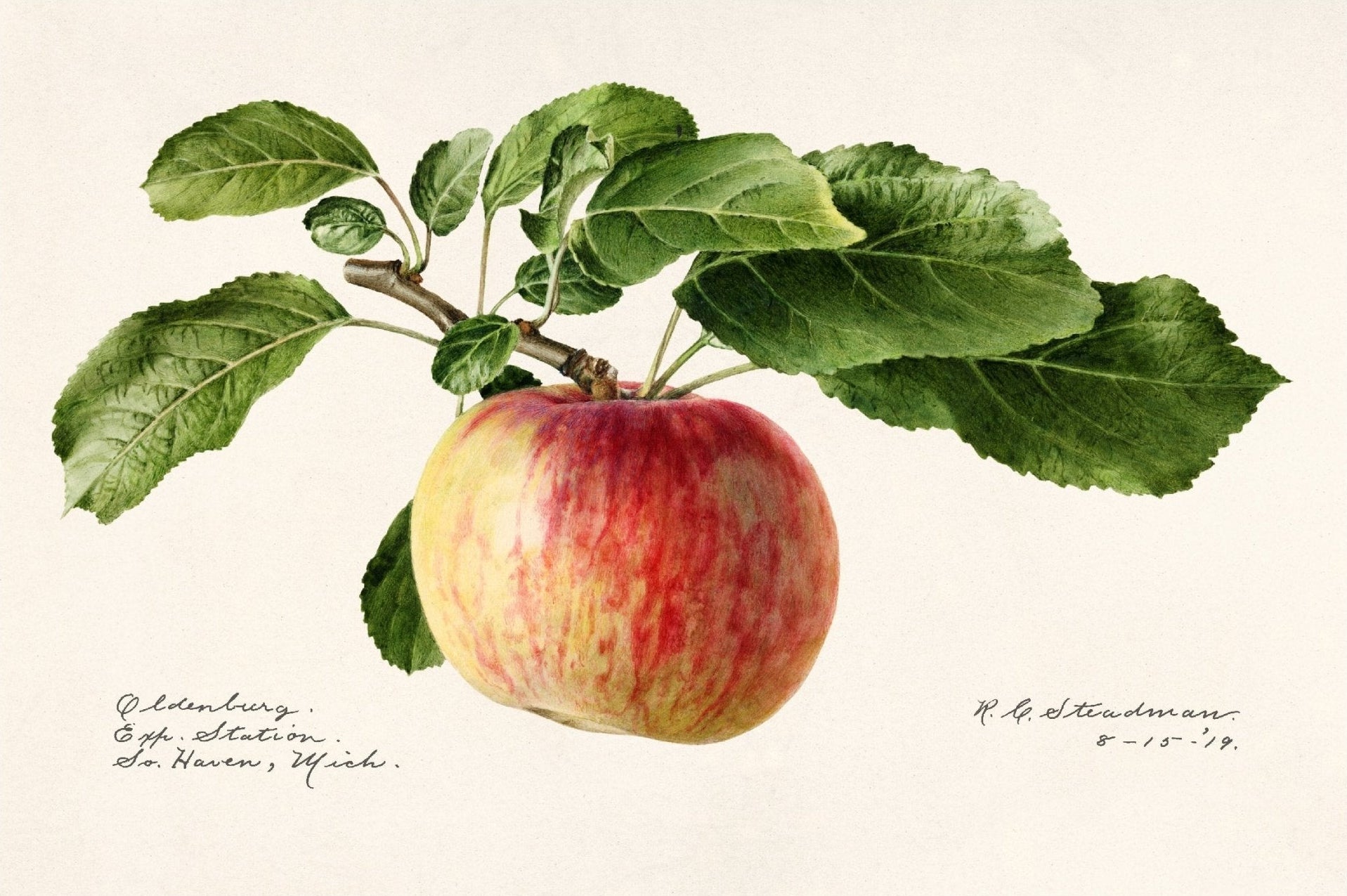 Handmade "Oldenburg Apple (1919)" by R.G. Steadman Poster | High - Quality Print | Repositionable Adhesive - Pasquín Store