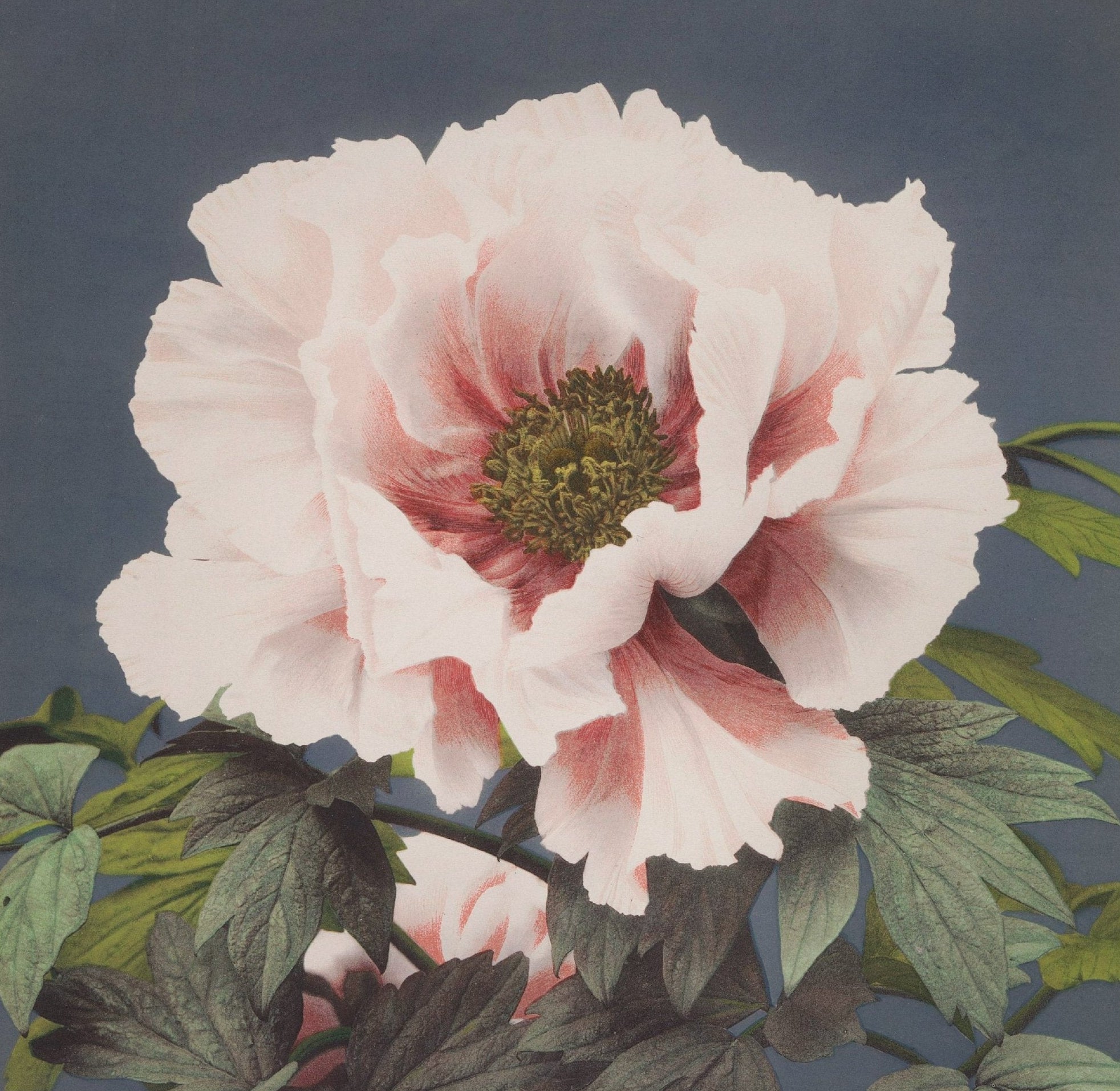 Handmade "Pink Peony (1887–1897)" by Ogawa Kazumasa Poster | High - Quality Print | Repositionable Adhesive - Pasquín Store