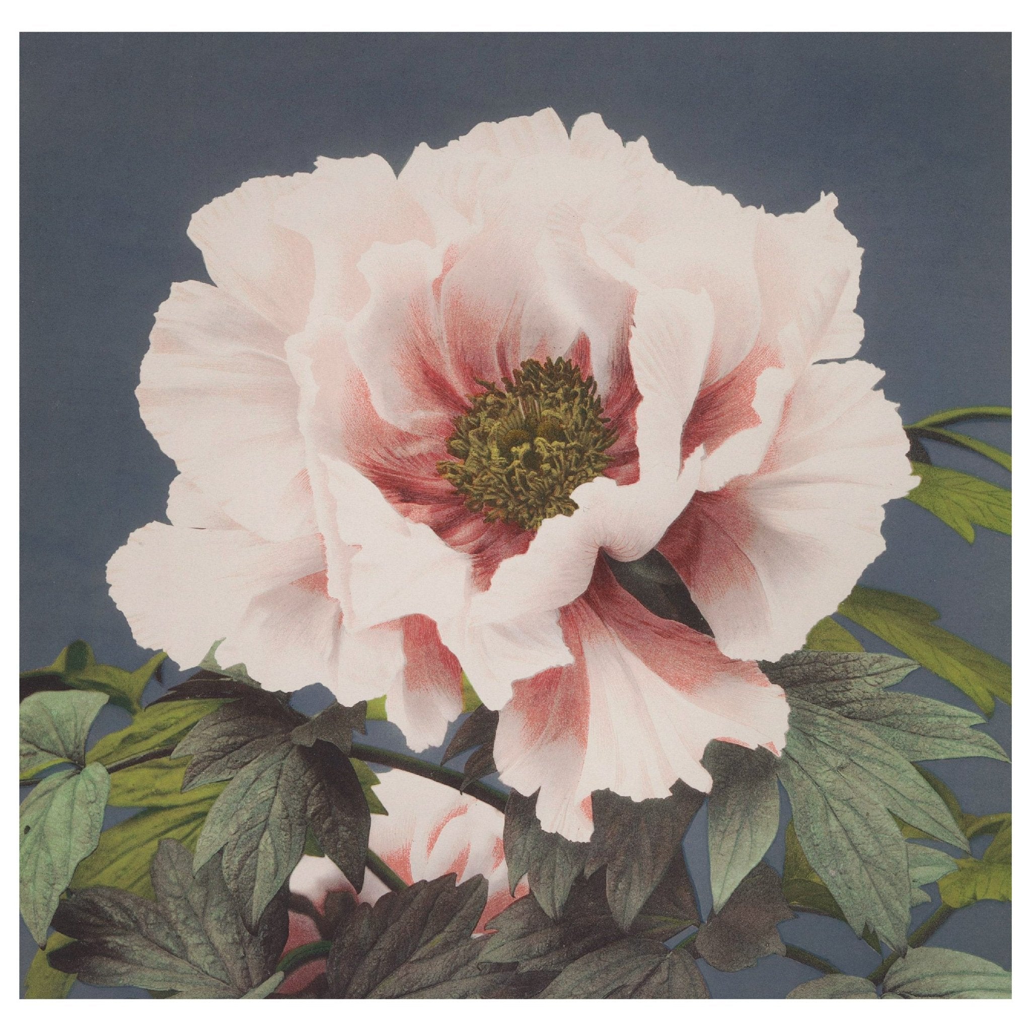 Handmade "Pink Peony (1887–1897)" by Ogawa Kazumasa Poster | High - Quality Print | Repositionable Adhesive - Pasquín Store