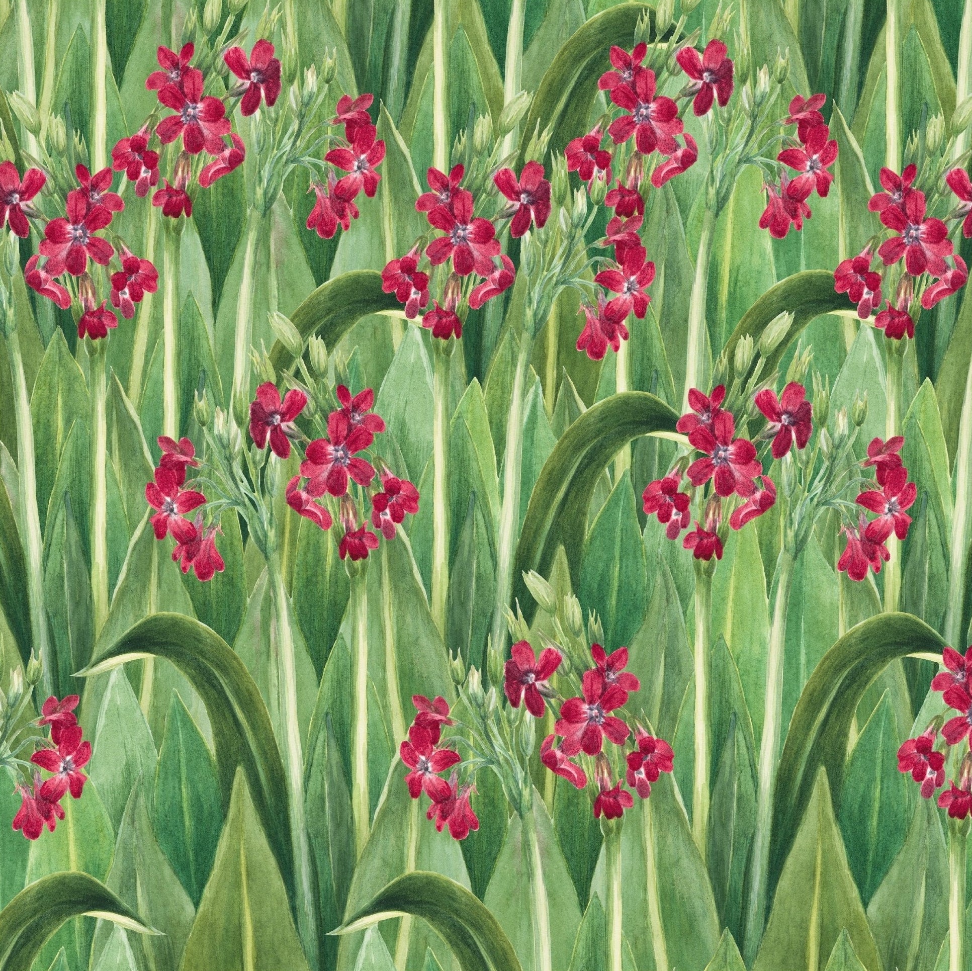 Handmade "Primrose Pattern" by Mary Vaux Walcott Poster | High - Quality Print | Repositionable Adhesive - Pasquín Store