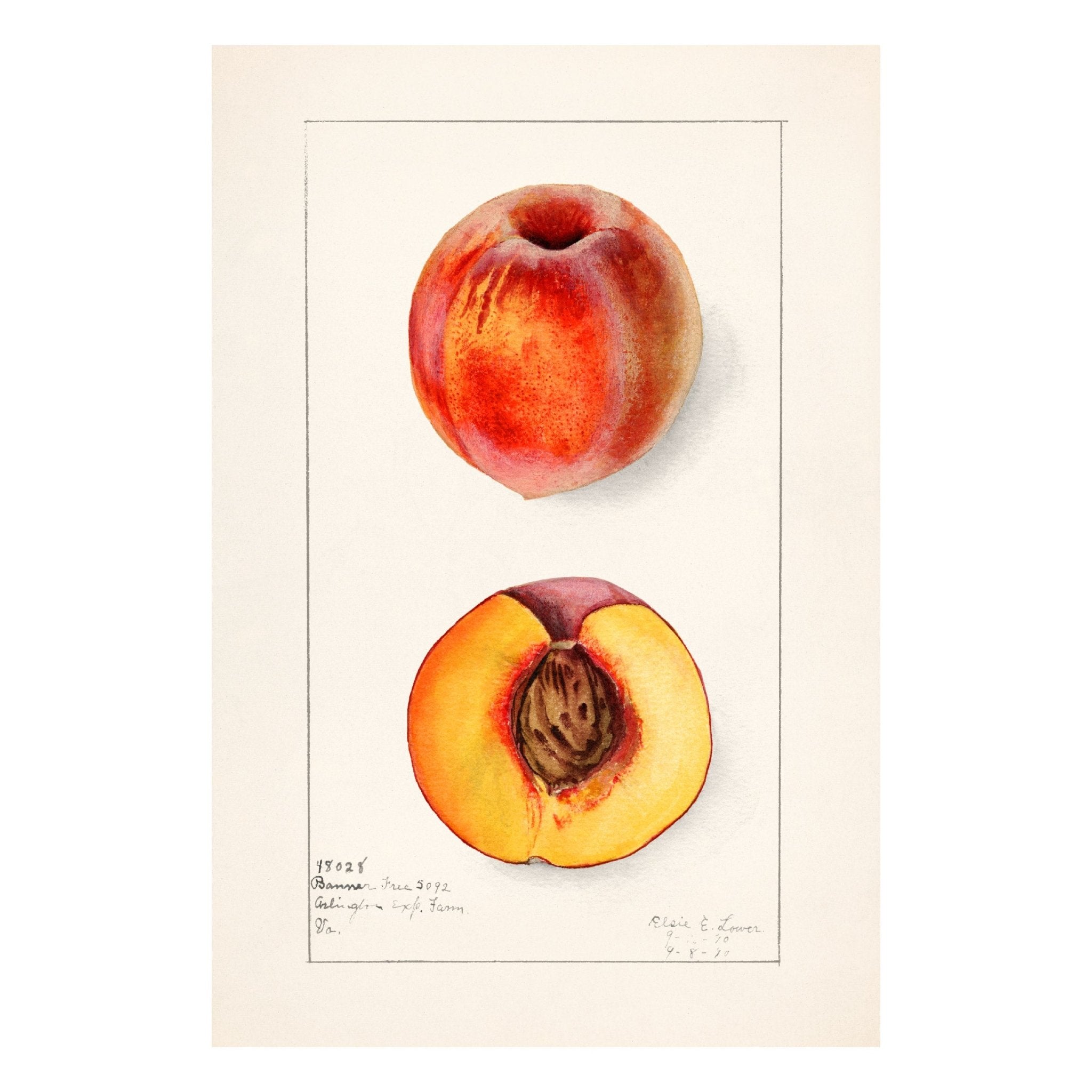 Handmade "Still Life Fruit" by Elsie E. Lower Poster | High - Quality Print | Repositionable Adhesive - Pasquín Store