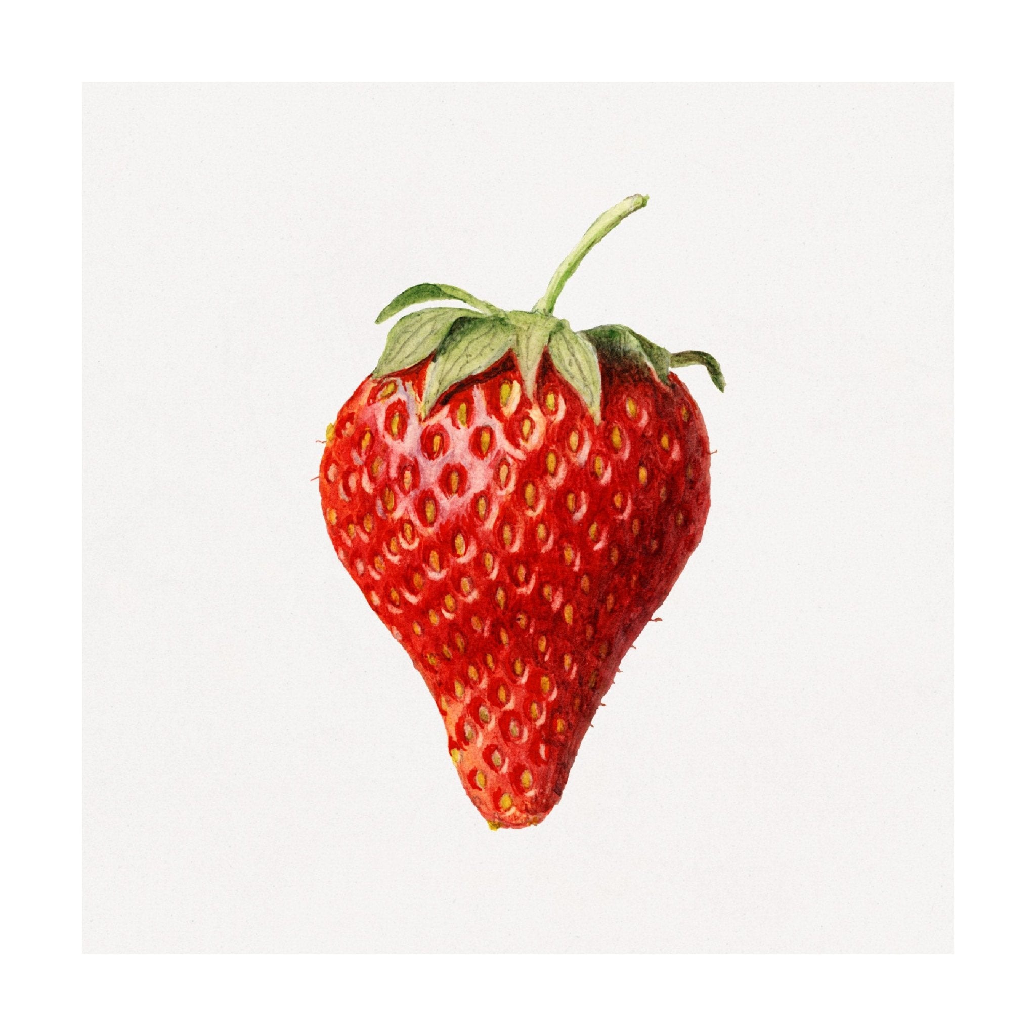 Handmade "Strawberry Delight" Poster | High - Quality Print | Repositionable Adhesive - Pasquín Store