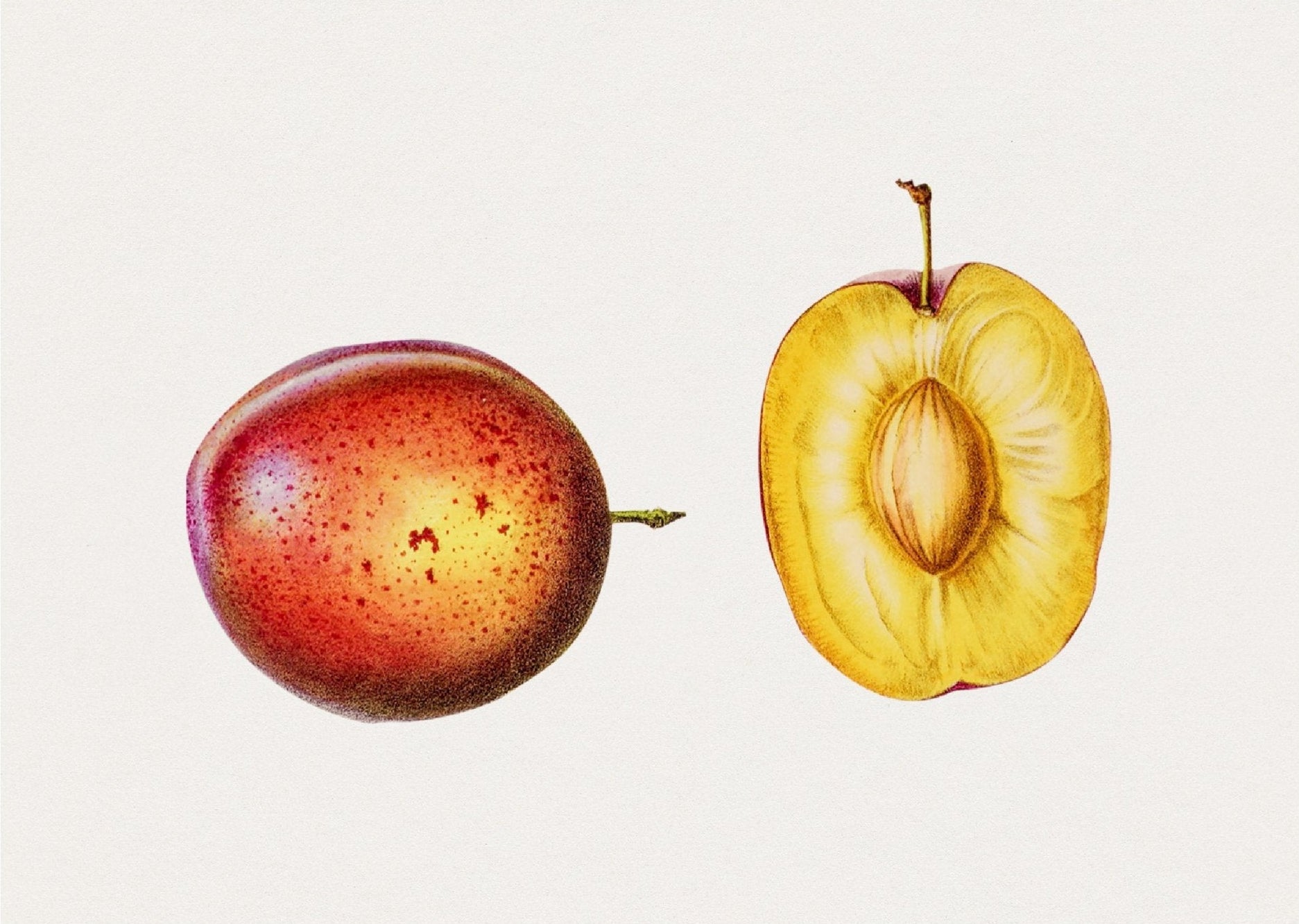 Handmade "Summer Plum Duo" Poster | High - Quality Print | Repositionable Adhesive - Pasquín Store
