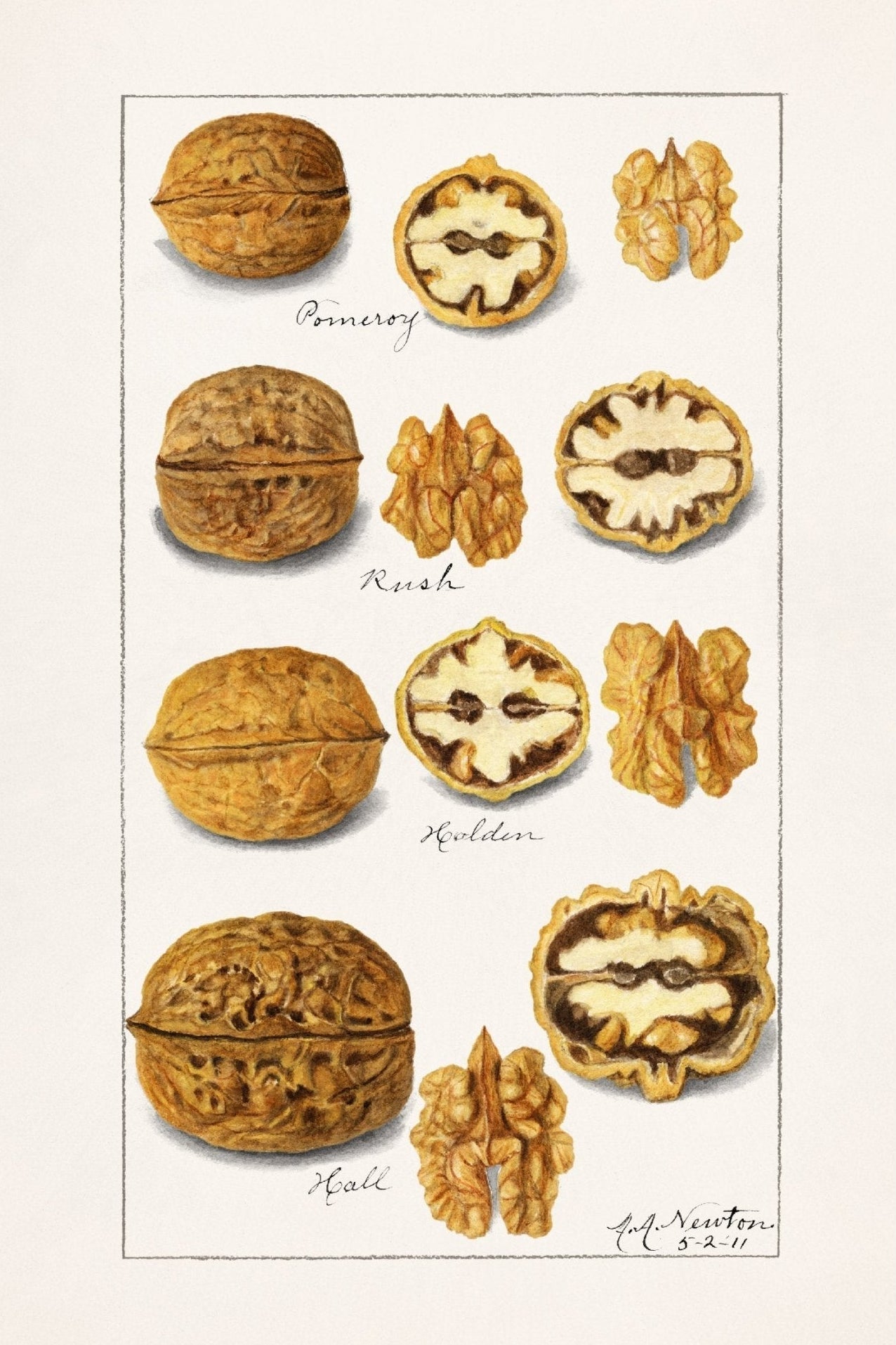 Handmade "Walnut Varieties (1921)" by Almira Newton Poster | High - Quality Print | Repositionable Adhesive - Pasquín Store