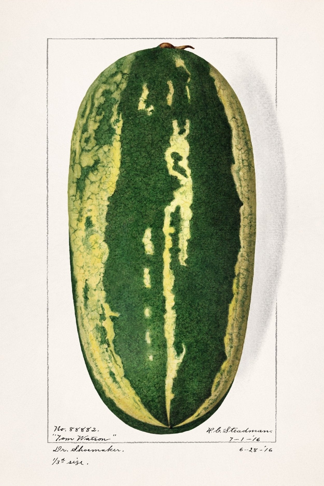 Handmade "Watermelon" by H.A. Stedman Poster | High - Quality Print | Repositionable Adhesive - Pasquín Store
