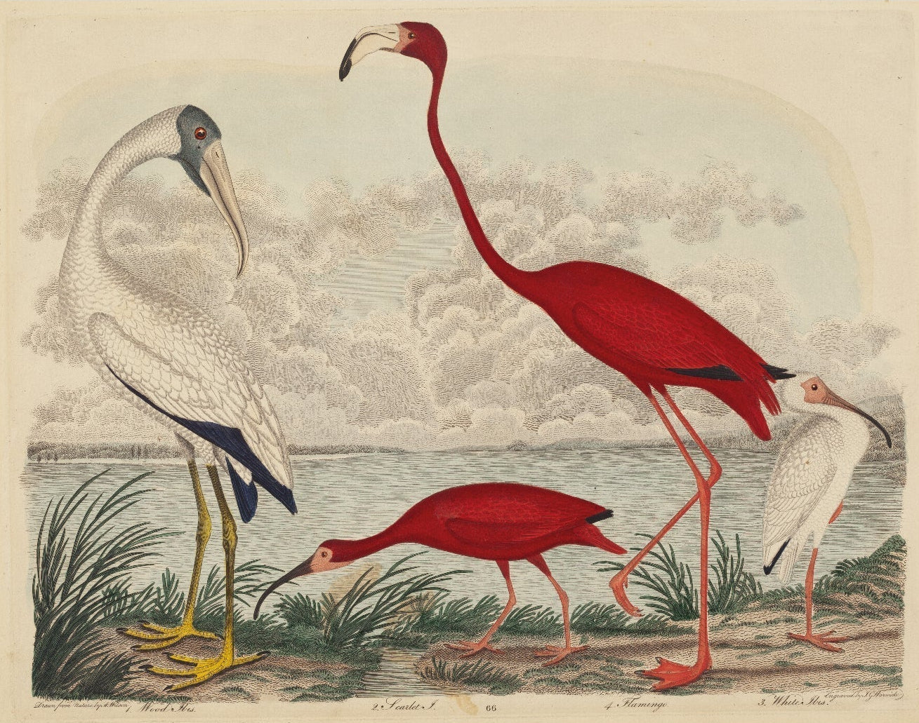 Handmade Wood Ibis, Scarlet Ibis, Flamingo, and White Ibis Adhesive Art Poster - Repositionable - Pasquín Store