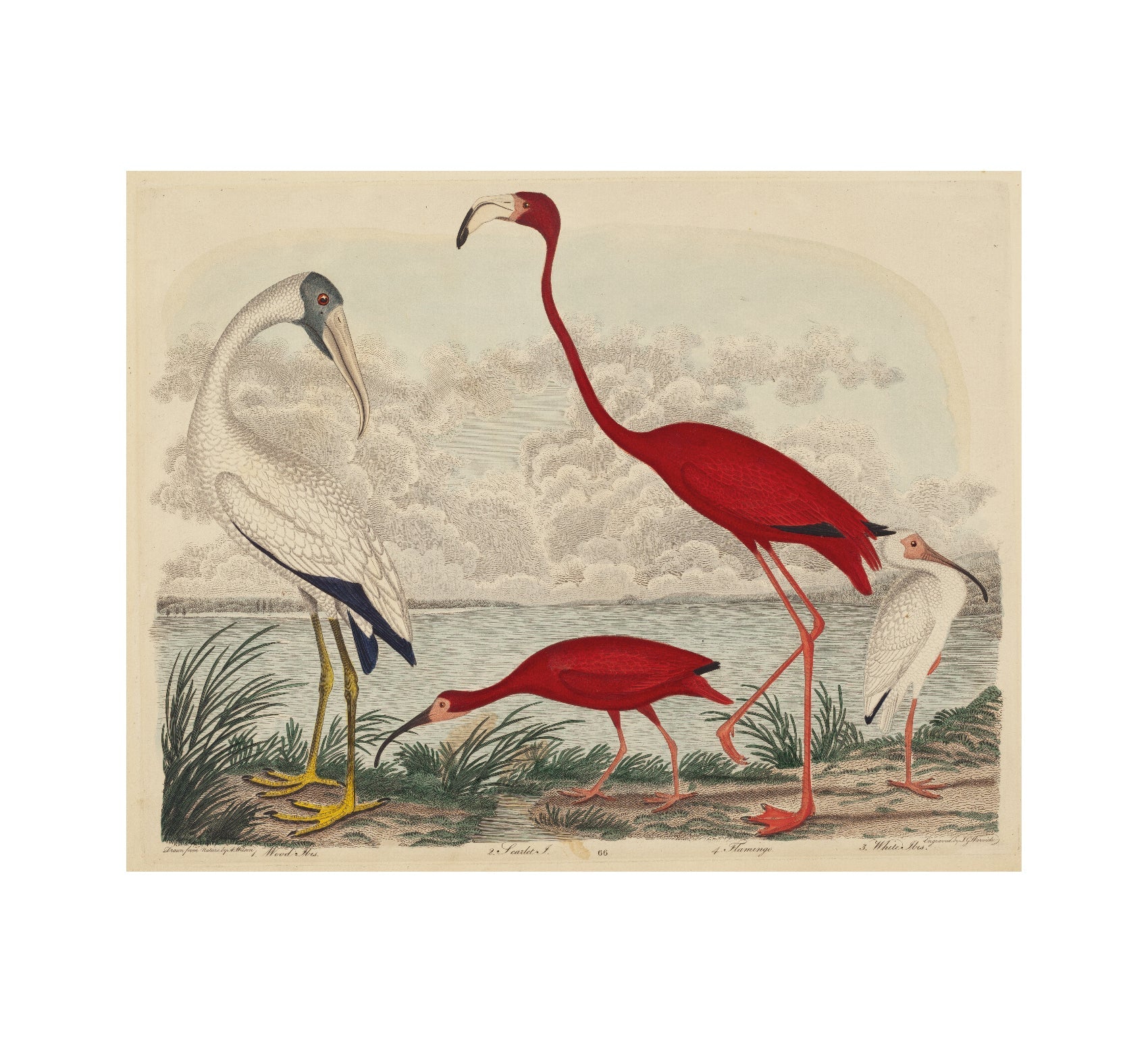 Handmade Wood Ibis, Scarlet Ibis, Flamingo, and White Ibis Adhesive Art Poster - Repositionable - Pasquín Store