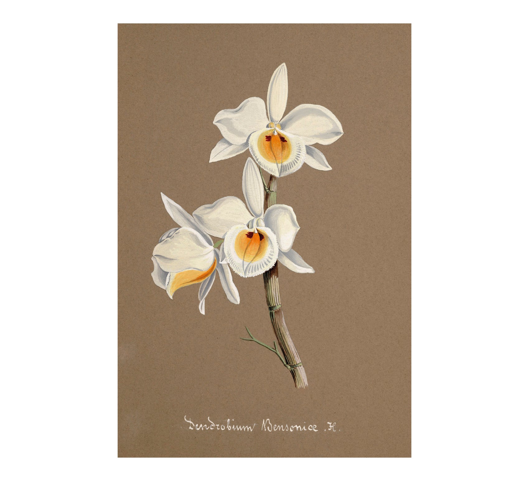 High - Quality Fabric Adhesive Poster - Dendrobium Bullenianum Art - Pasquín Store