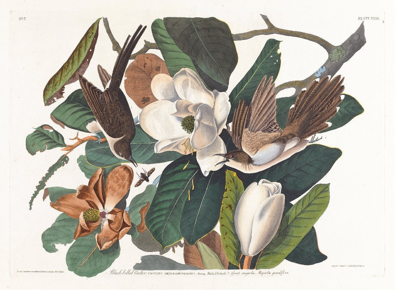 High - Quality Repositionable Poster: Black - billed Cuckoo - Pasquín Store