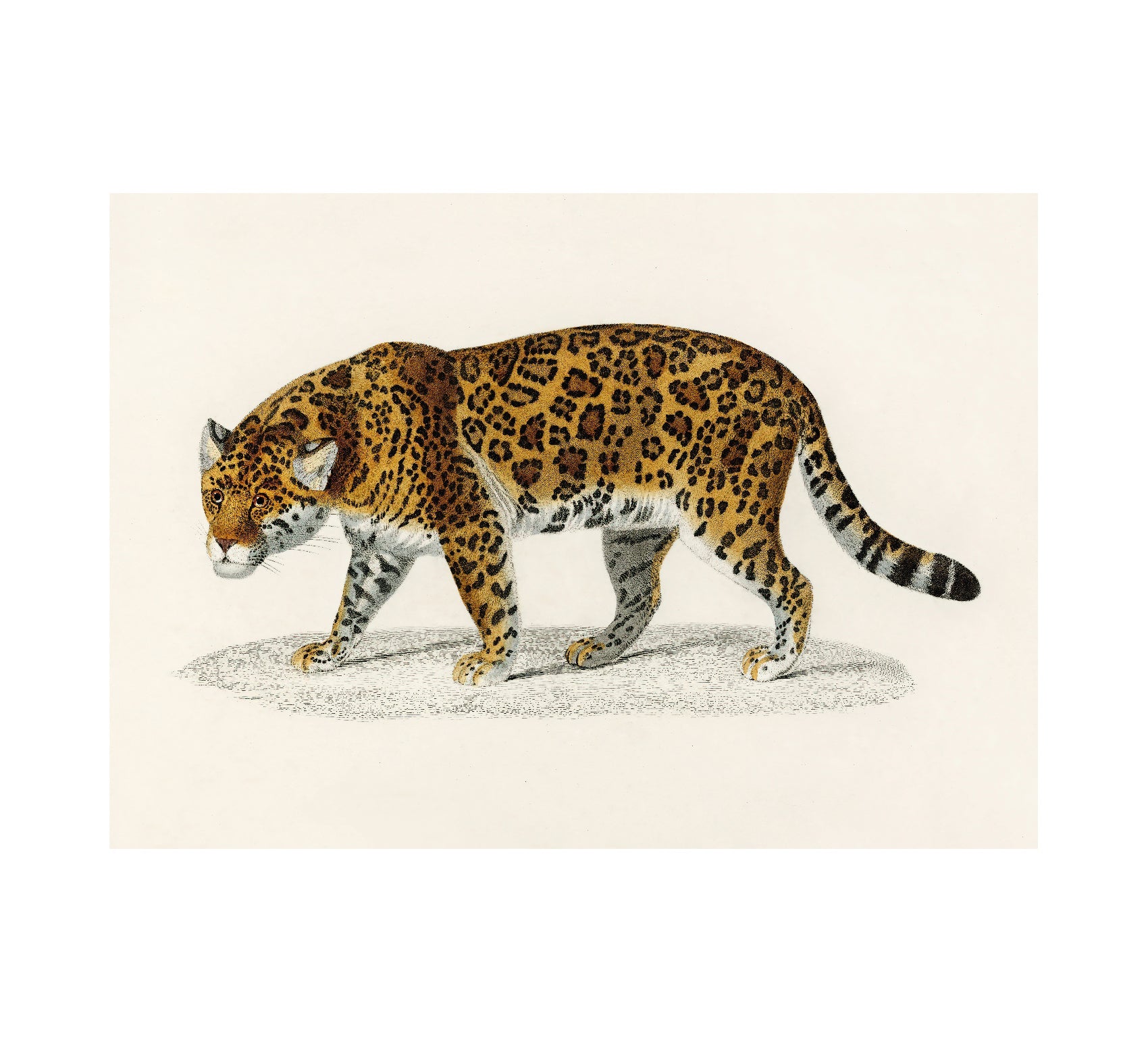 Jaguar Vintage by Charles Dessalines - Repositionable Adhesive Poster - Pasquín Store