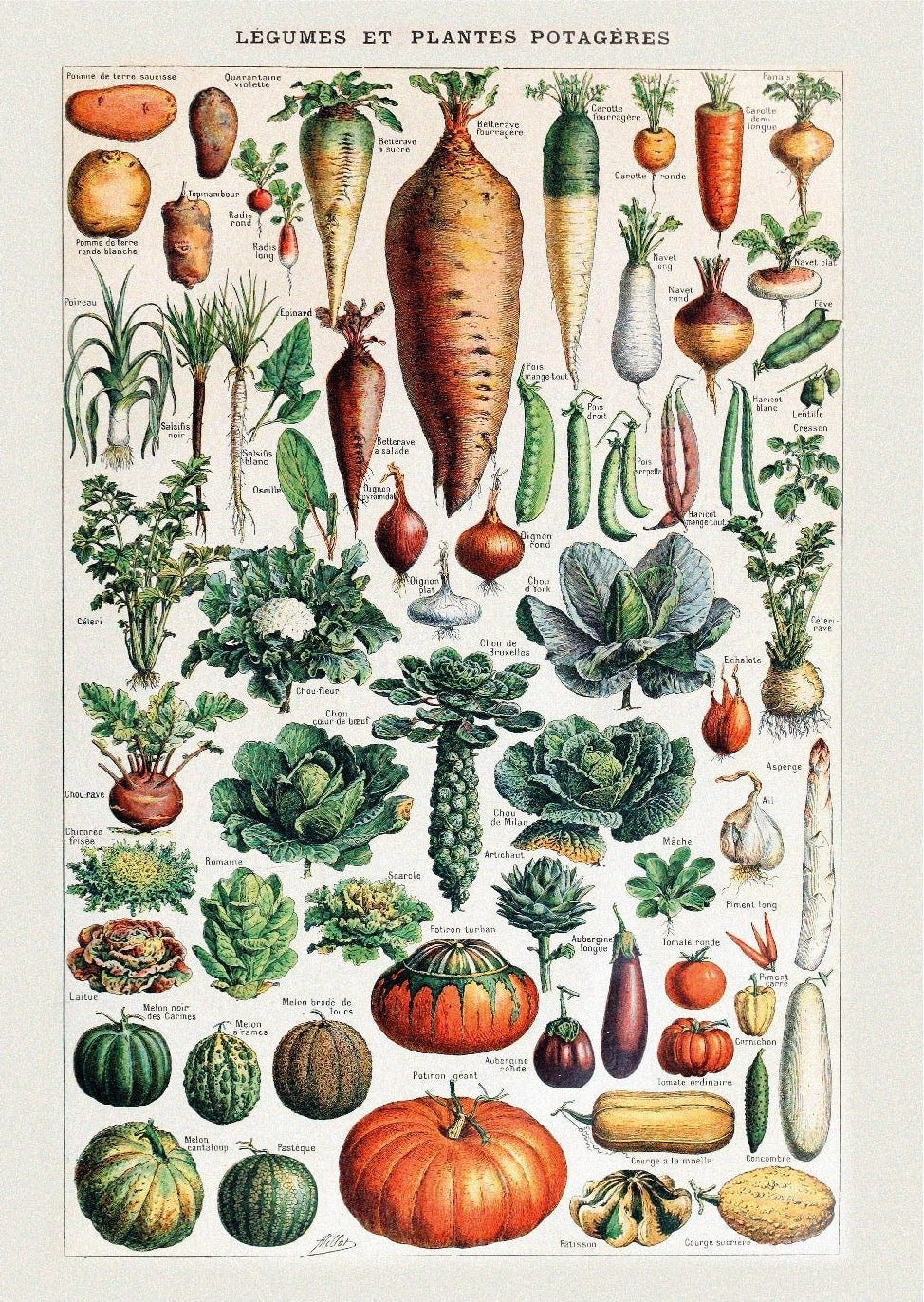 Legumes et Plantes by Adolph Millot - Repositionable Adhesive Poster - Pasquín Store