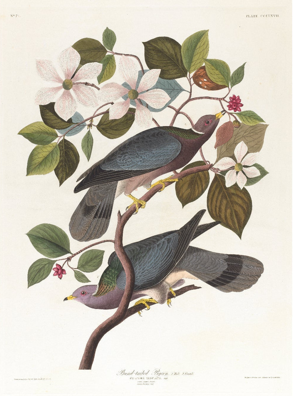 Limited Edition Band - tailed Pigeon Poster - High - Quality Print - Pasquín Store